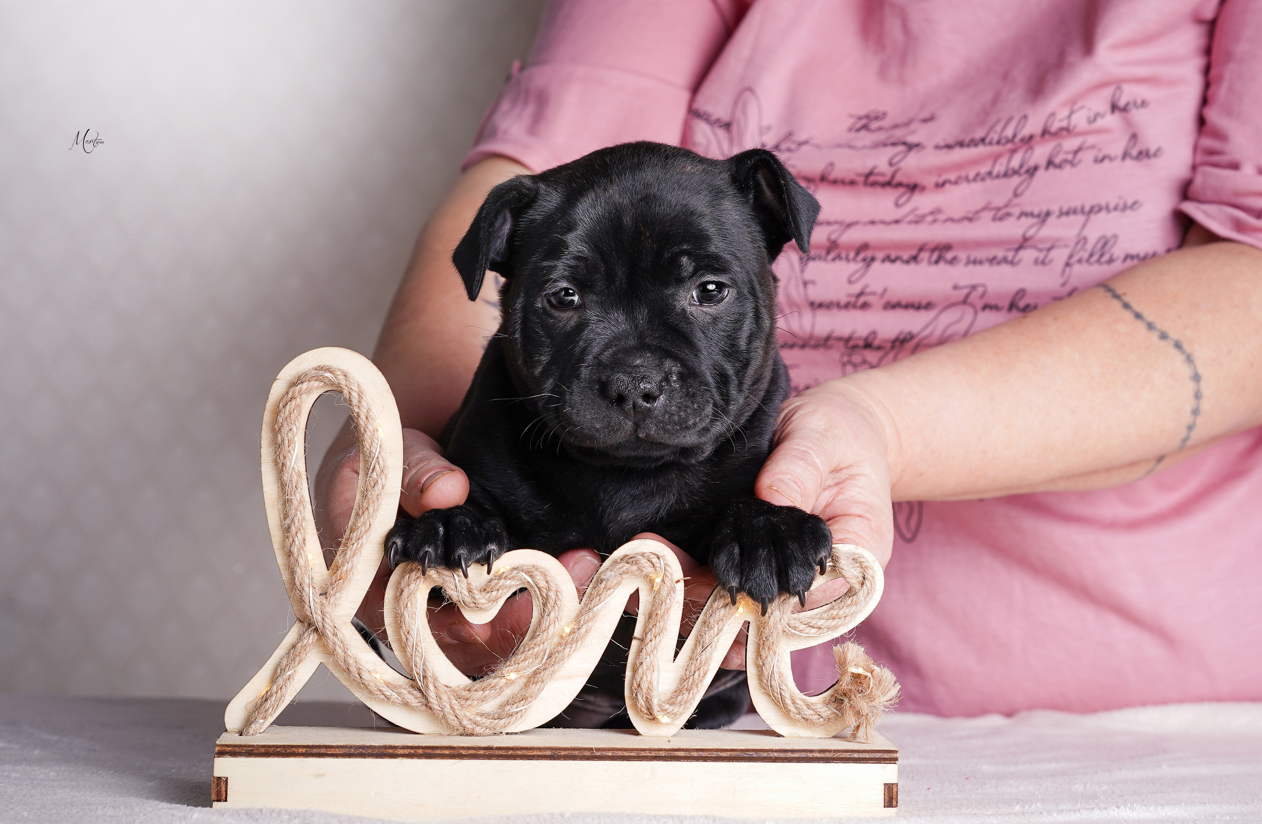 Щенки стаффи. Фотограф-анималист в Санкт-Петербурге Яна Мартынова