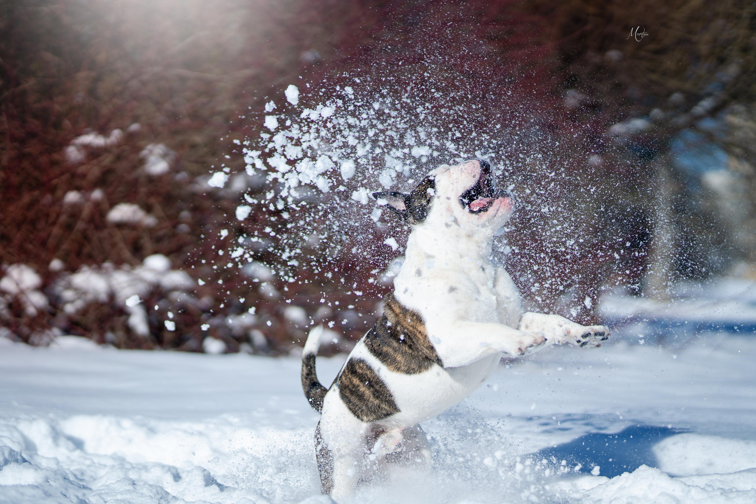 Наташа и Прайм. Фотограф-анималист в Санкт-Петербурге Яна Мартынова