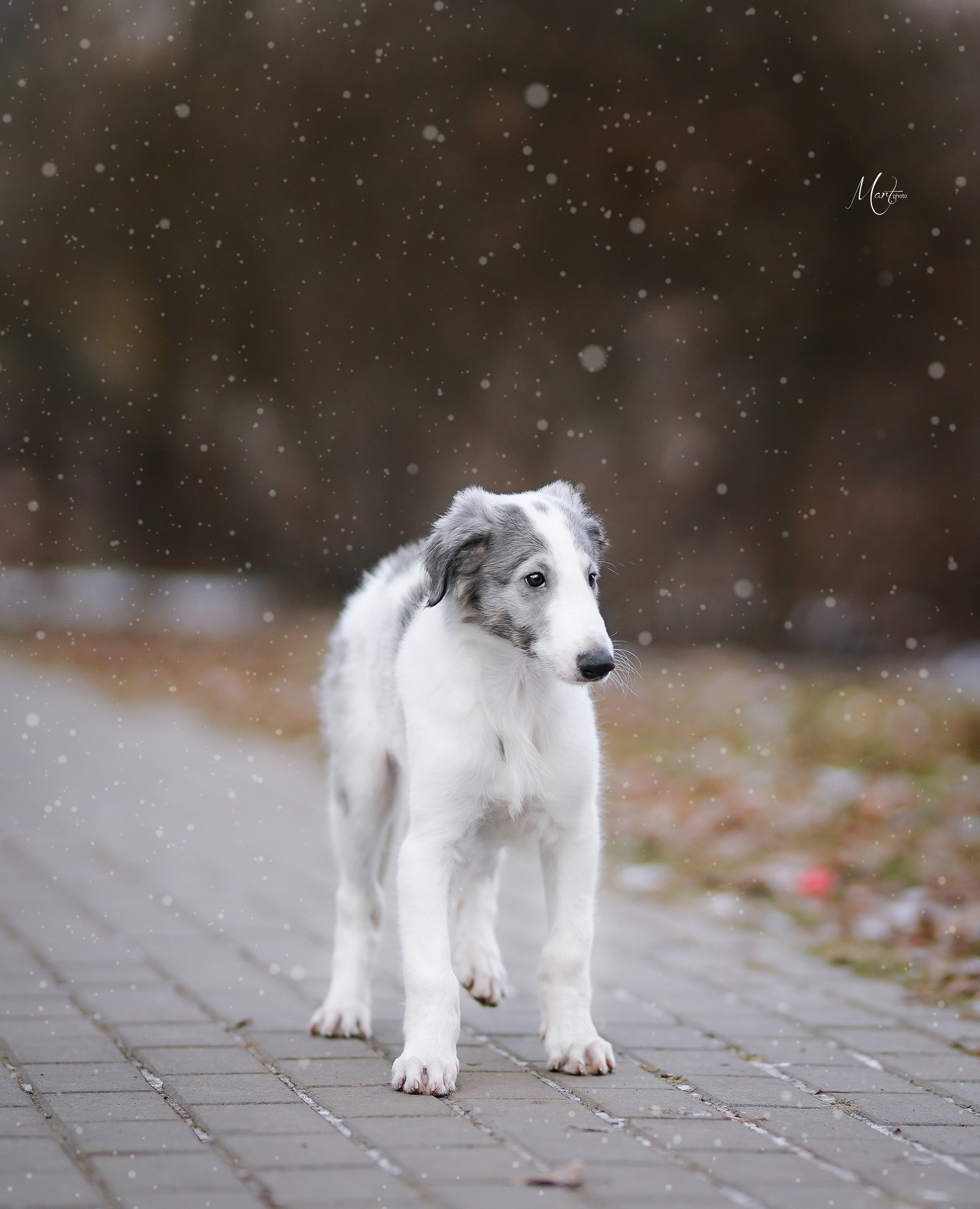 Щенки русской псовой борзой. Фотограф-анималист в Санкт-Петербурге Яна Мартынова