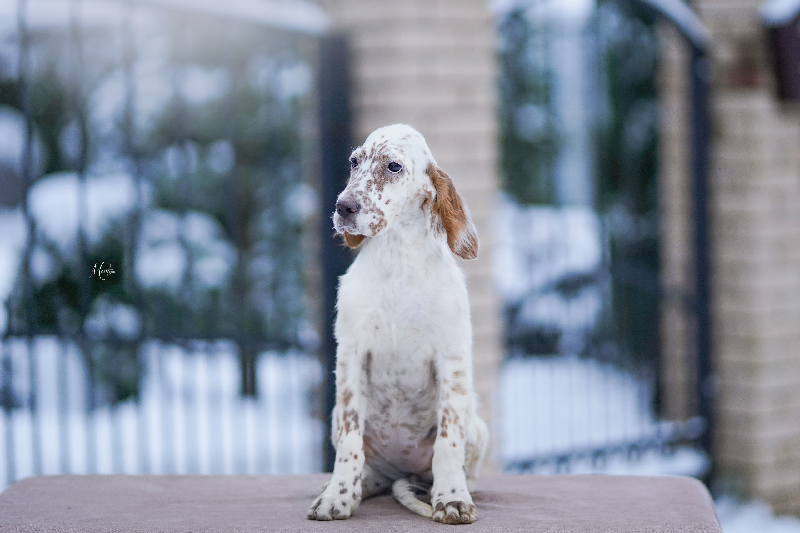 Щенки английского сеттера. Фотограф-анималист в Санкт-Петербурге Яна Мартынова