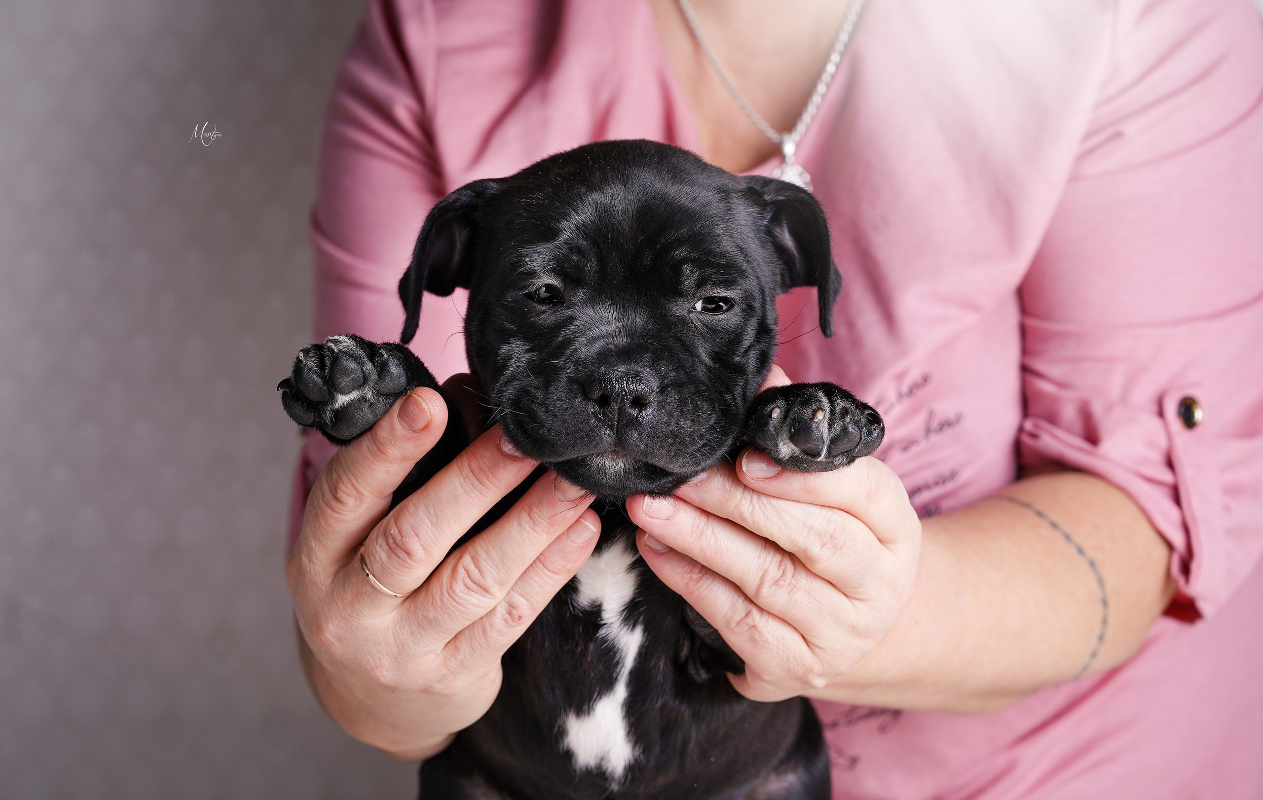Щенки стаффи. Фотограф-анималист в Санкт-Петербурге Яна Мартынова