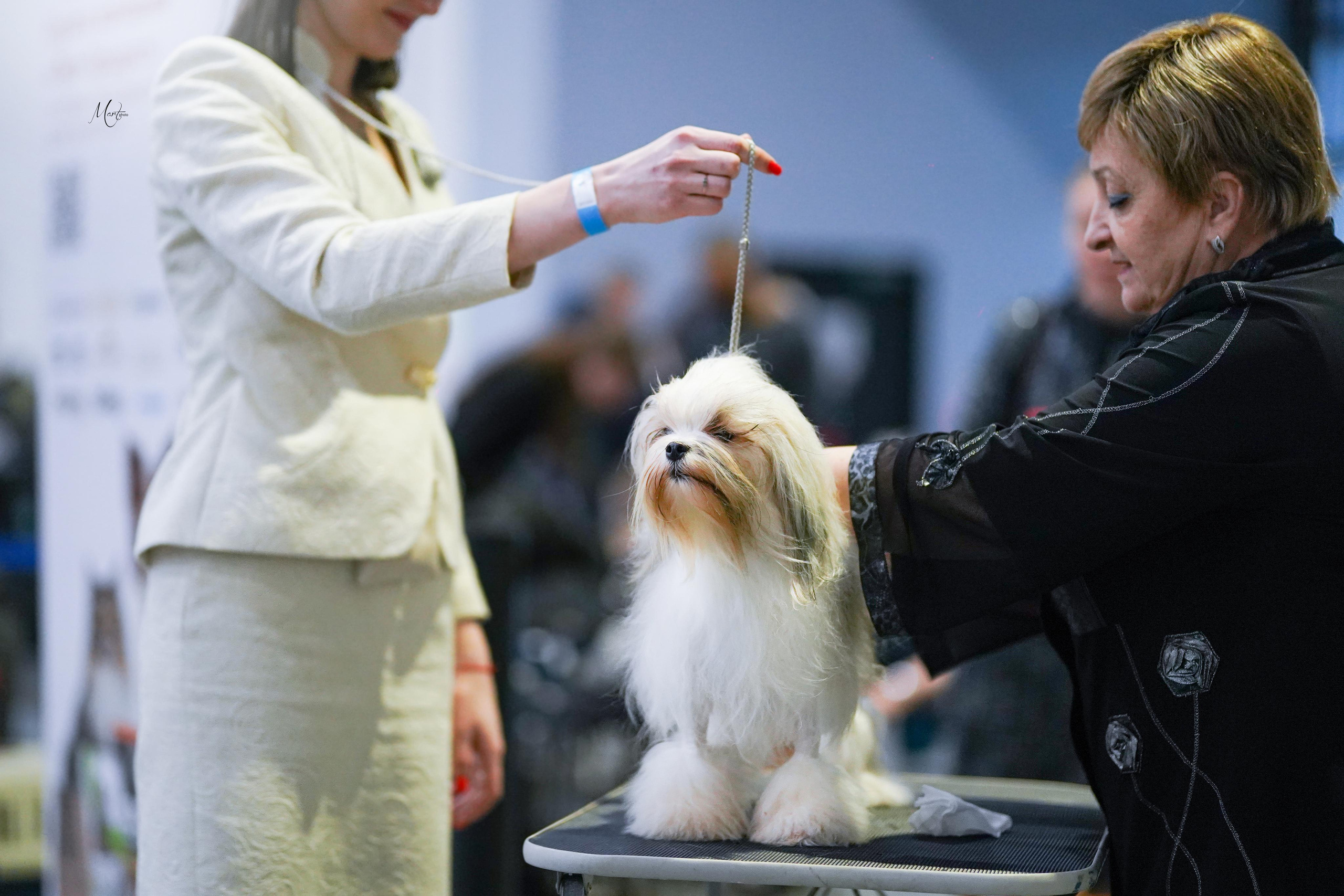 Выставки 2023. Фотограф-анималист в Санкт-Петербурге Яна Мартынова