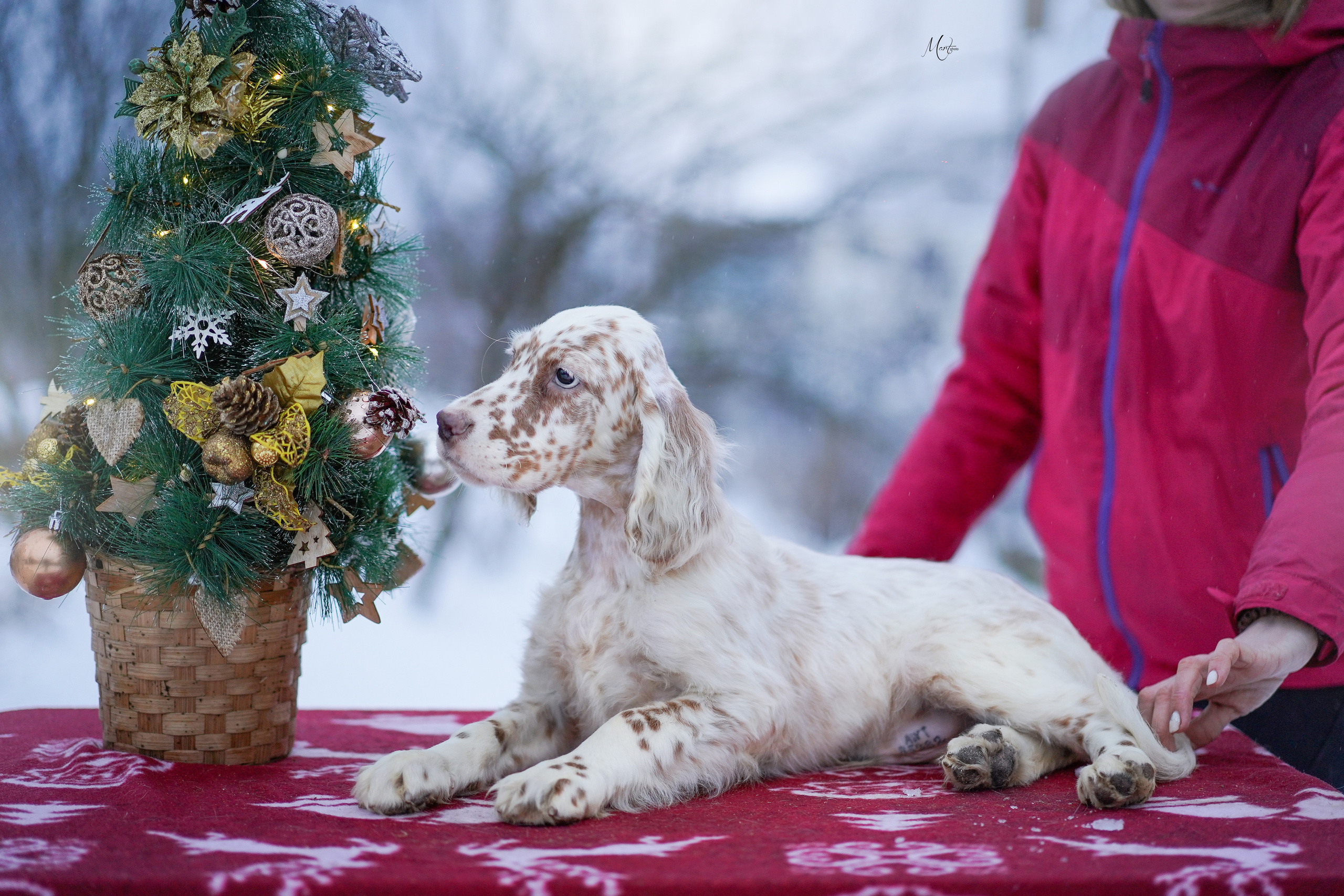 Щенки английского сеттера. Фотограф-анималист в Санкт-Петербурге Яна Мартынова
