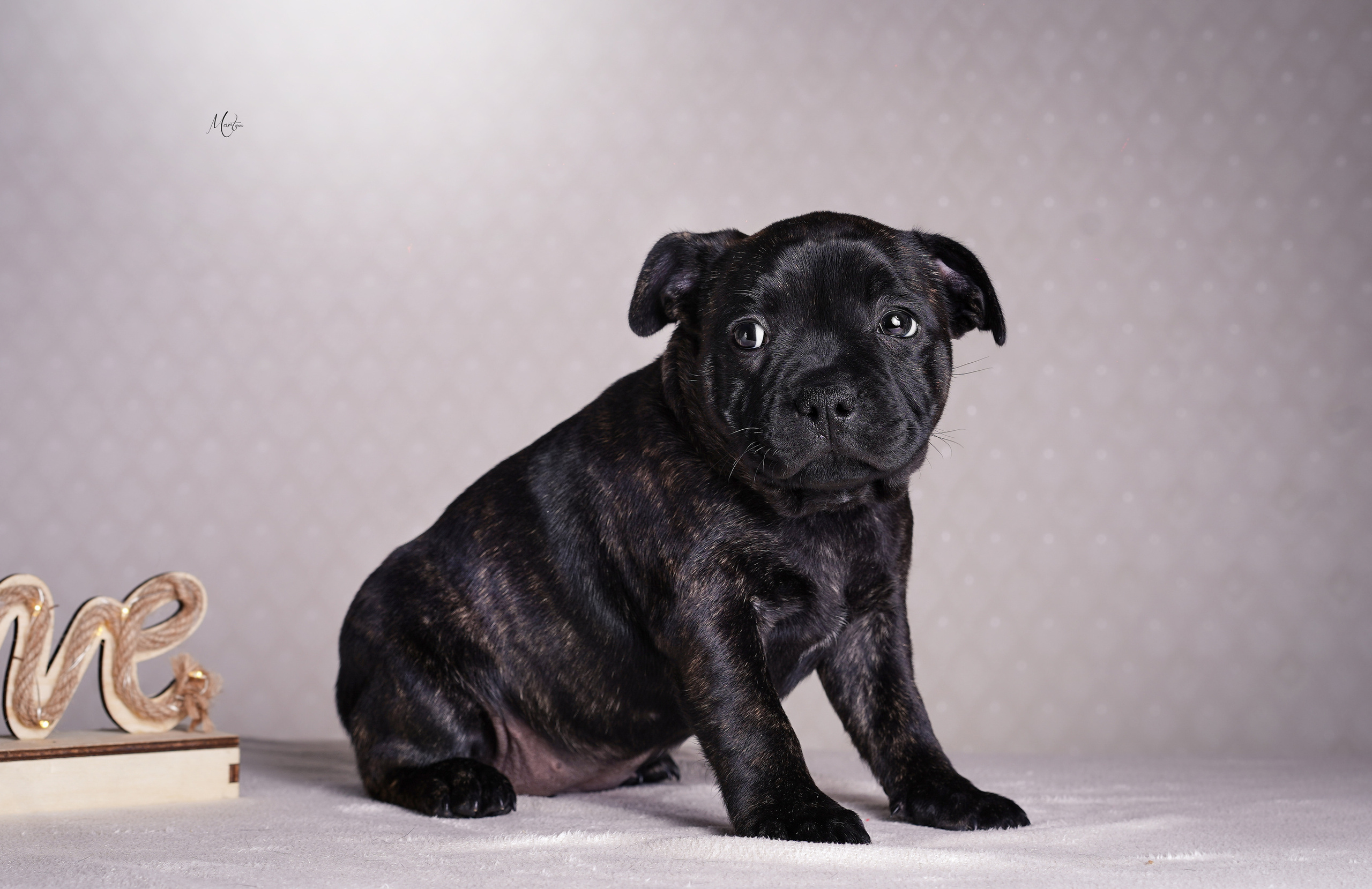 Щенки стаффи. Фотограф-анималист в Санкт-Петербурге Яна Мартынова