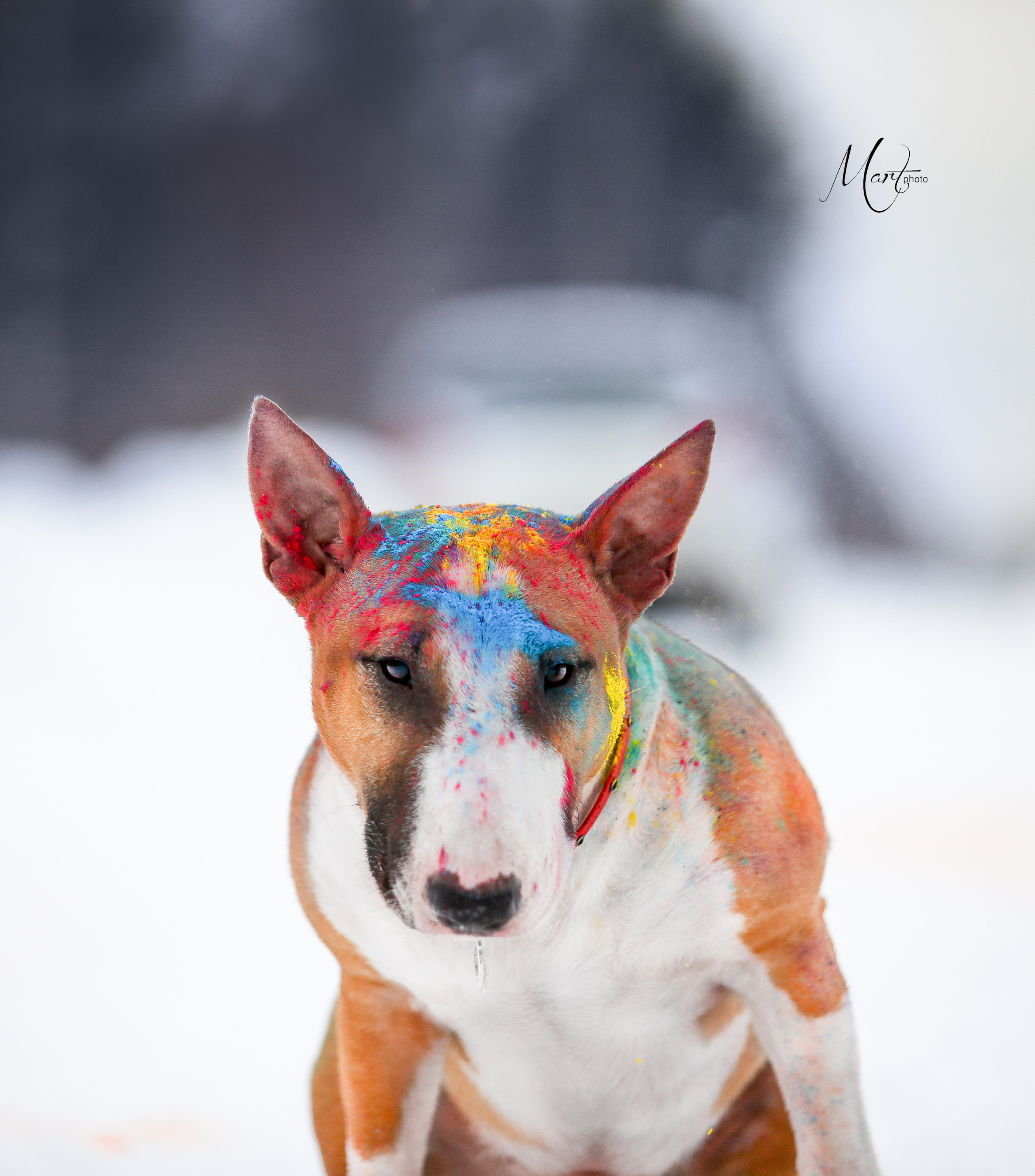 Пляж Финского залива в марте. Фотограф-анималист в Санкт-Петербурге Яна Мартынова