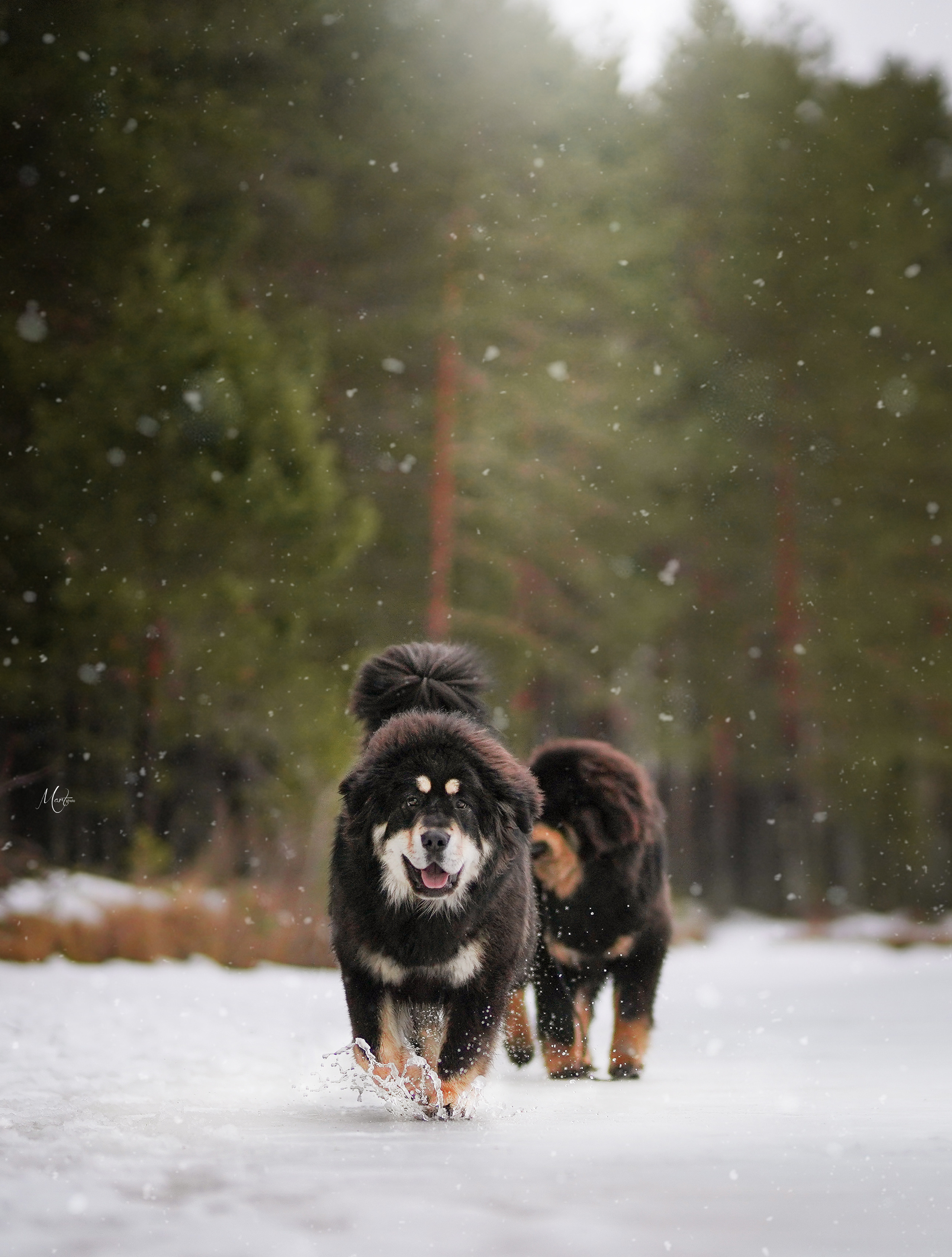 Услуги. Фотограф-анималист в Санкт-Петербурге Яна Мартынова
