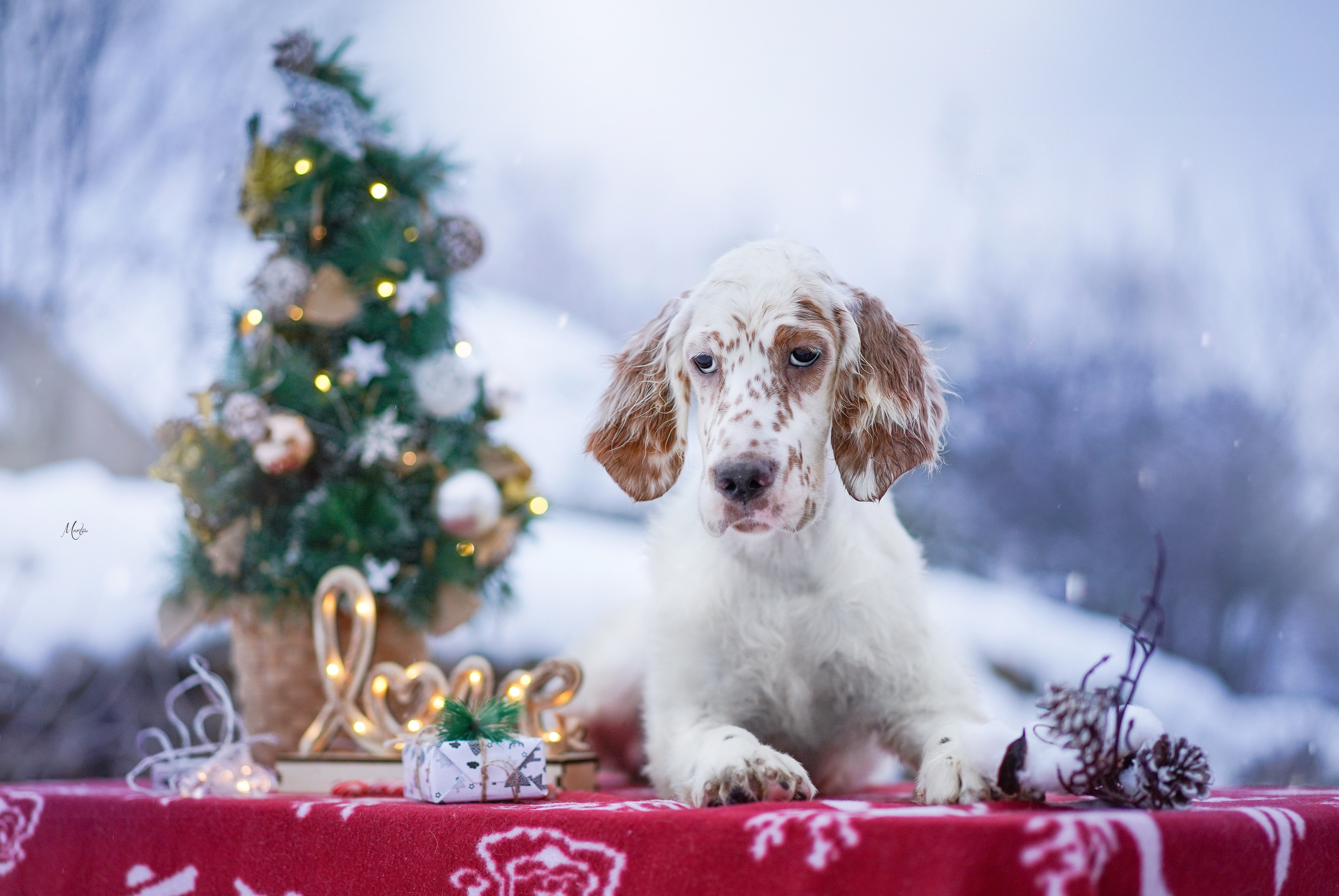 Щенки английского сеттера. Фотограф-анималист в Санкт-Петербурге Яна Мартынова