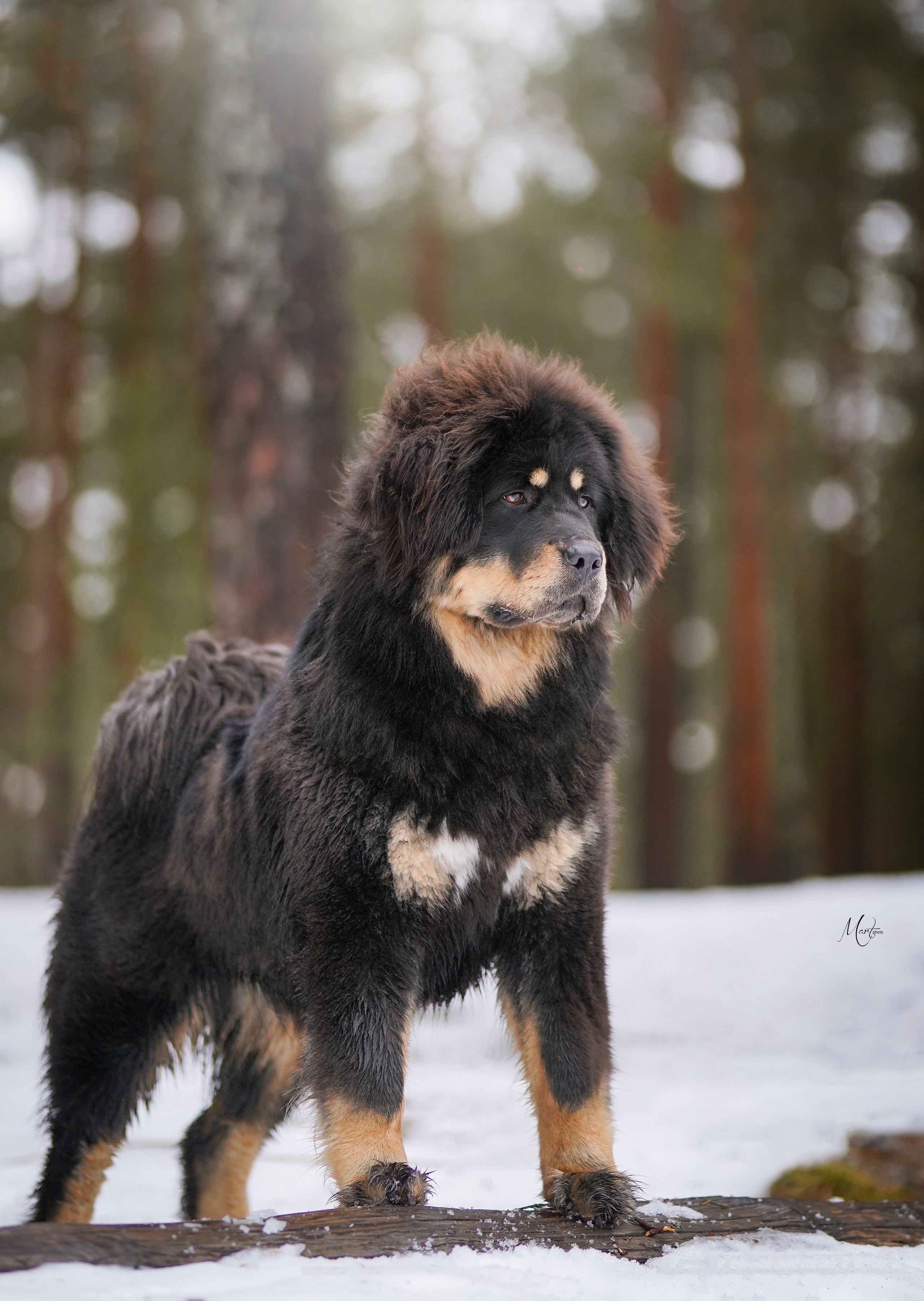 Экстерьерная съемка 2023. Фотограф-анималист в Санкт-Петербурге Яна Мартынова