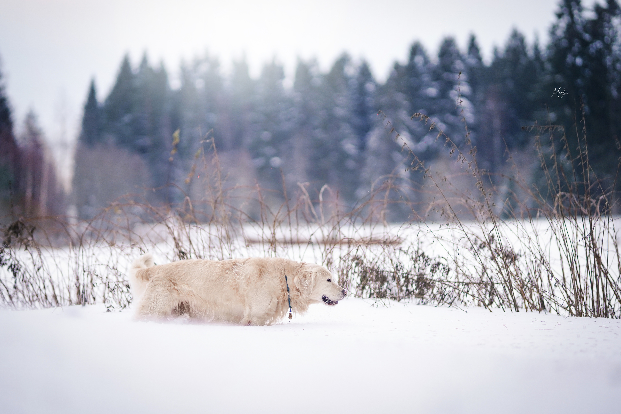 Настя и Арчи. Фотограф-анималист в Санкт-Петербурге Яна Мартынова