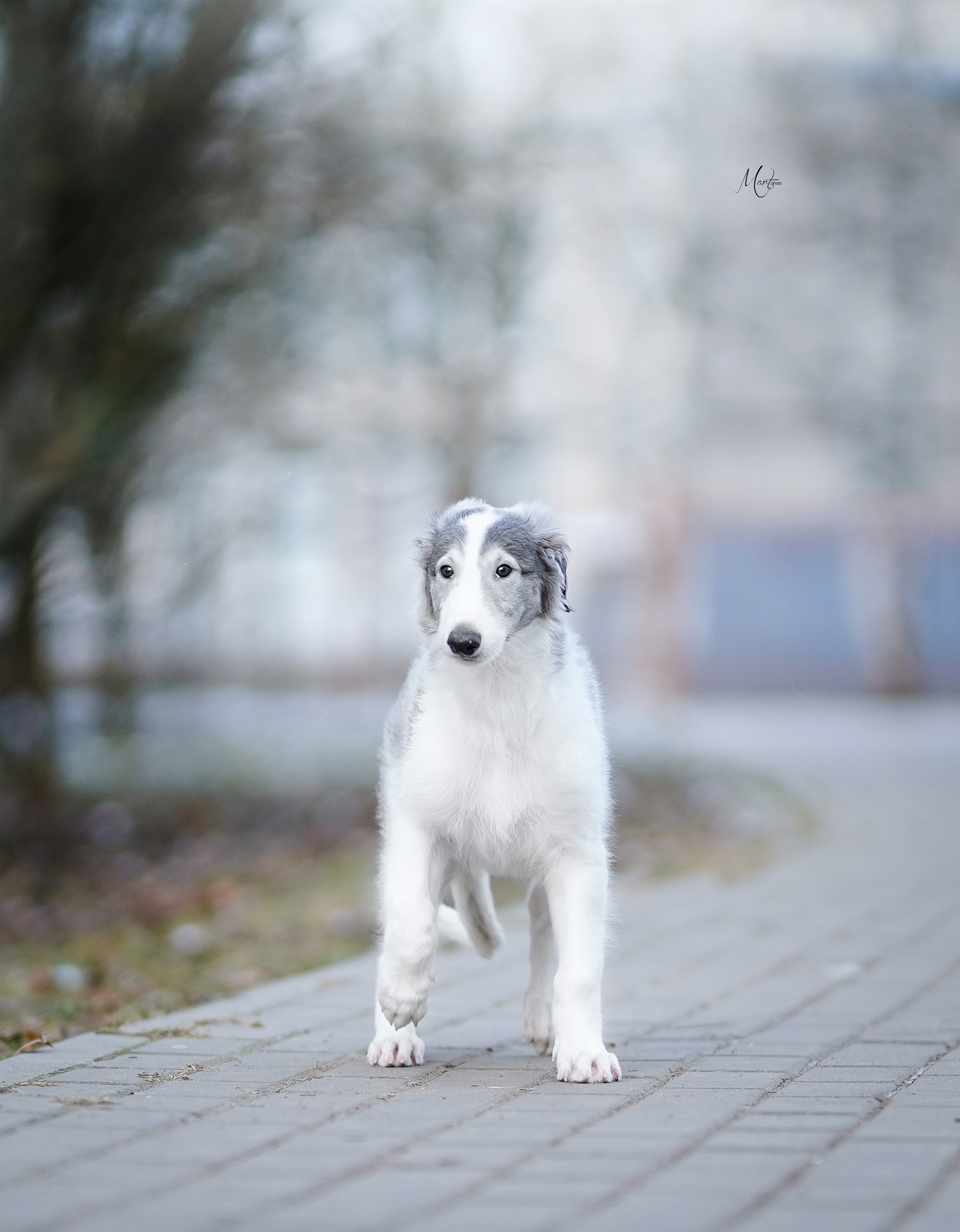 Щенки русской псовой борзой. Фотограф-анималист в Санкт-Петербурге Яна Мартынова