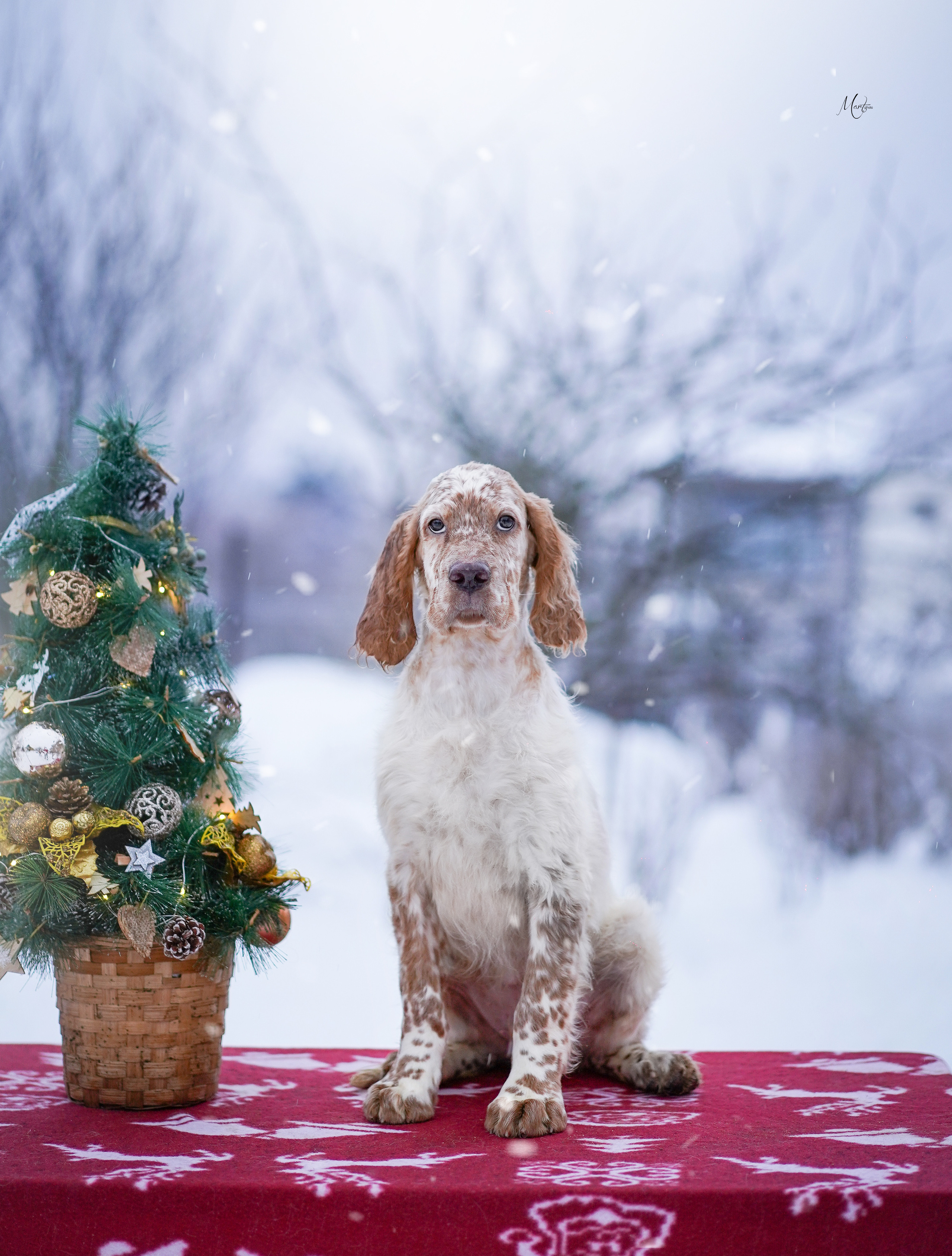 Щенки английского сеттера. Фотограф-анималист в Санкт-Петербурге Яна Мартынова