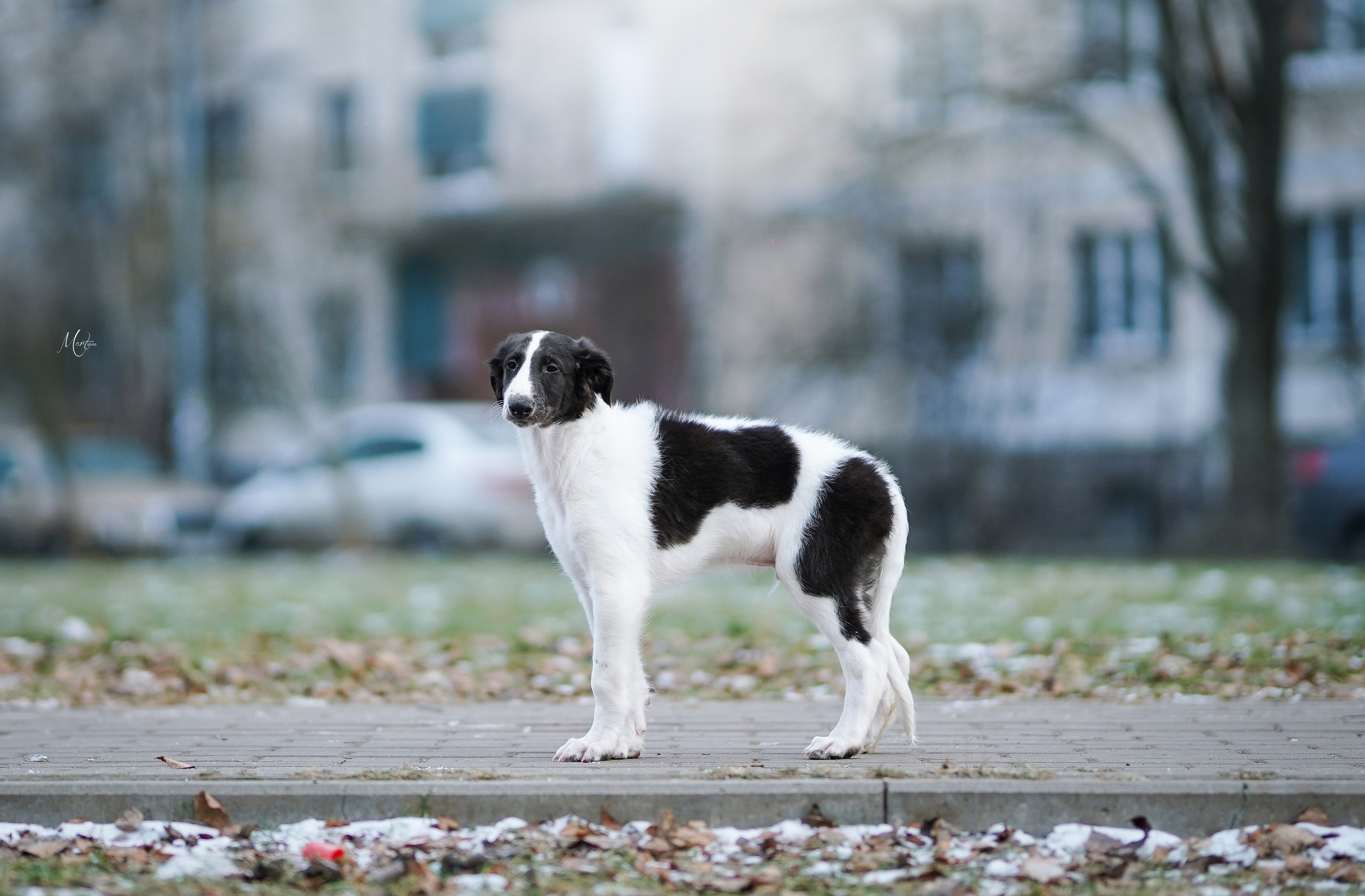 Щенки русской псовой борзой. Фотограф-анималист в Санкт-Петербурге Яна Мартынова