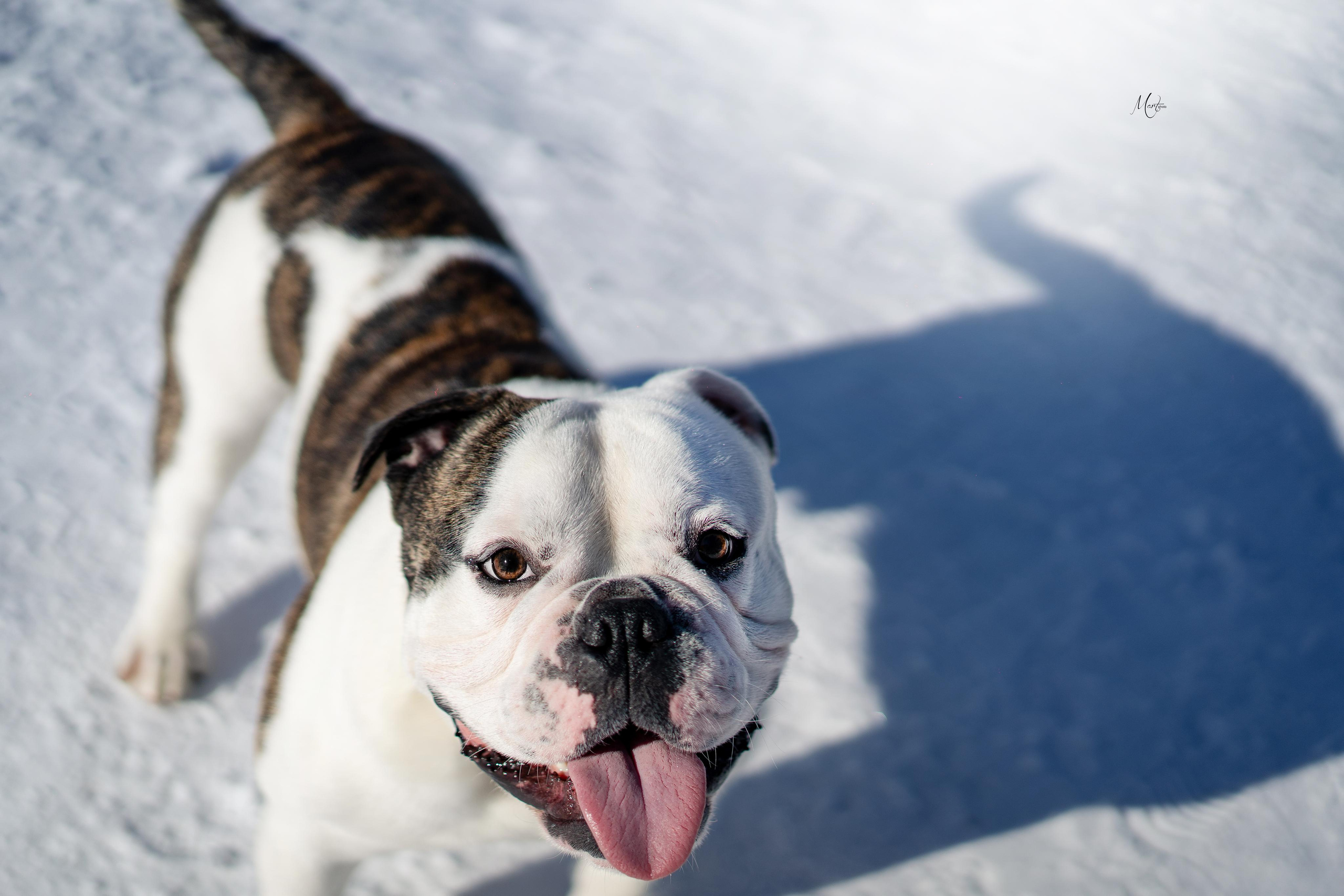 Наташа и Прайм. Фотограф-анималист в Санкт-Петербурге Яна Мартынова