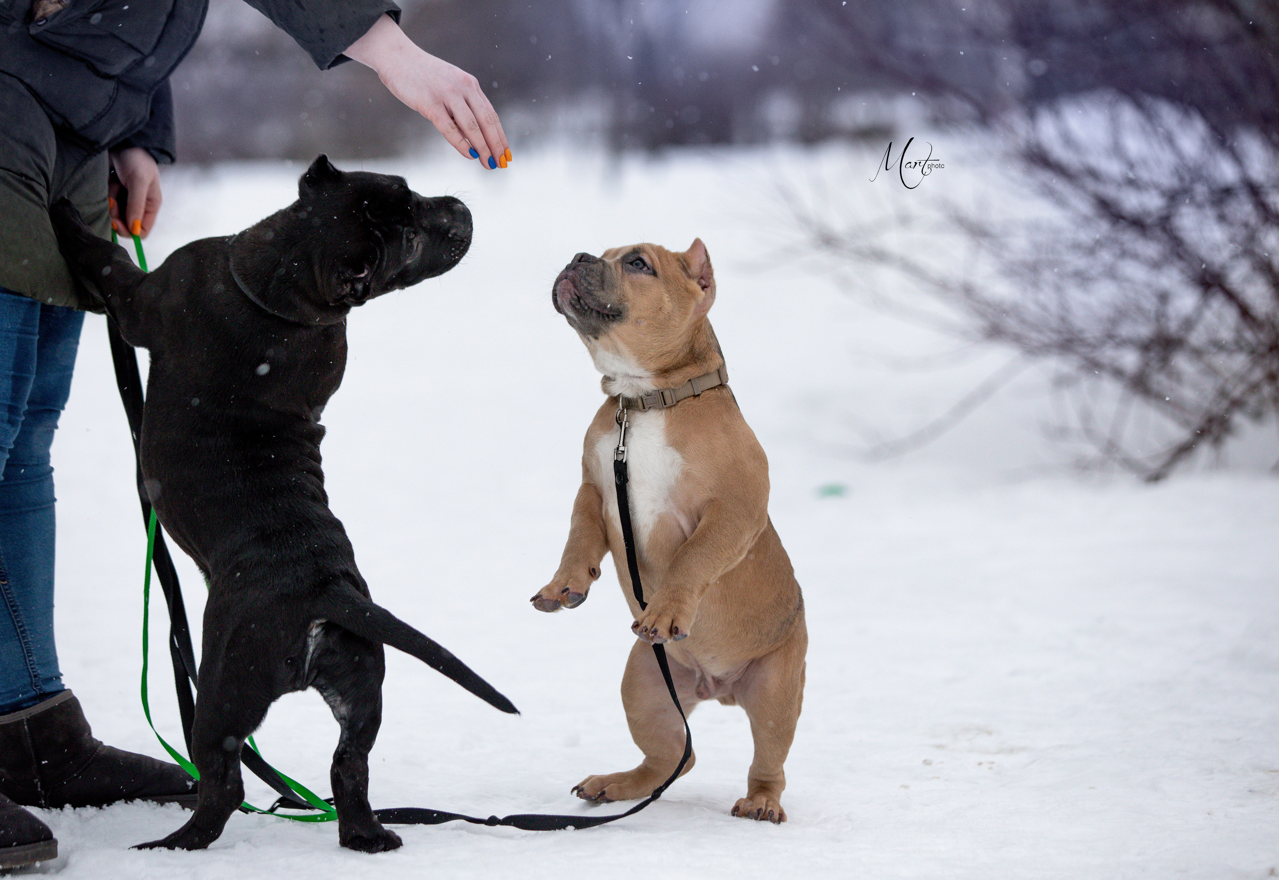 Щенки американского булли. Фотограф-анималист в Санкт-Петербурге Яна Мартынова