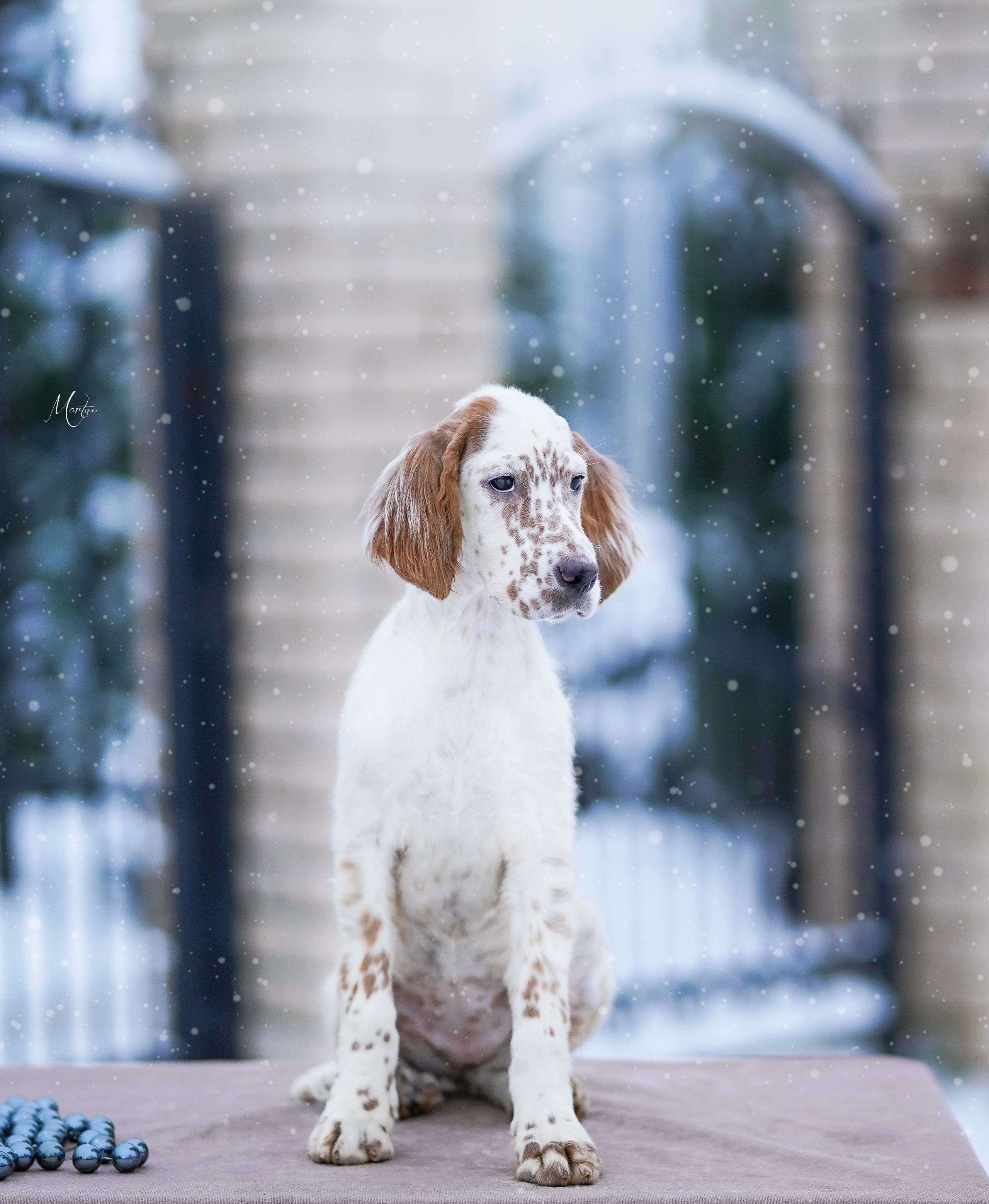 Щенки английского сеттера. Фотограф-анималист в Санкт-Петербурге Яна Мартынова