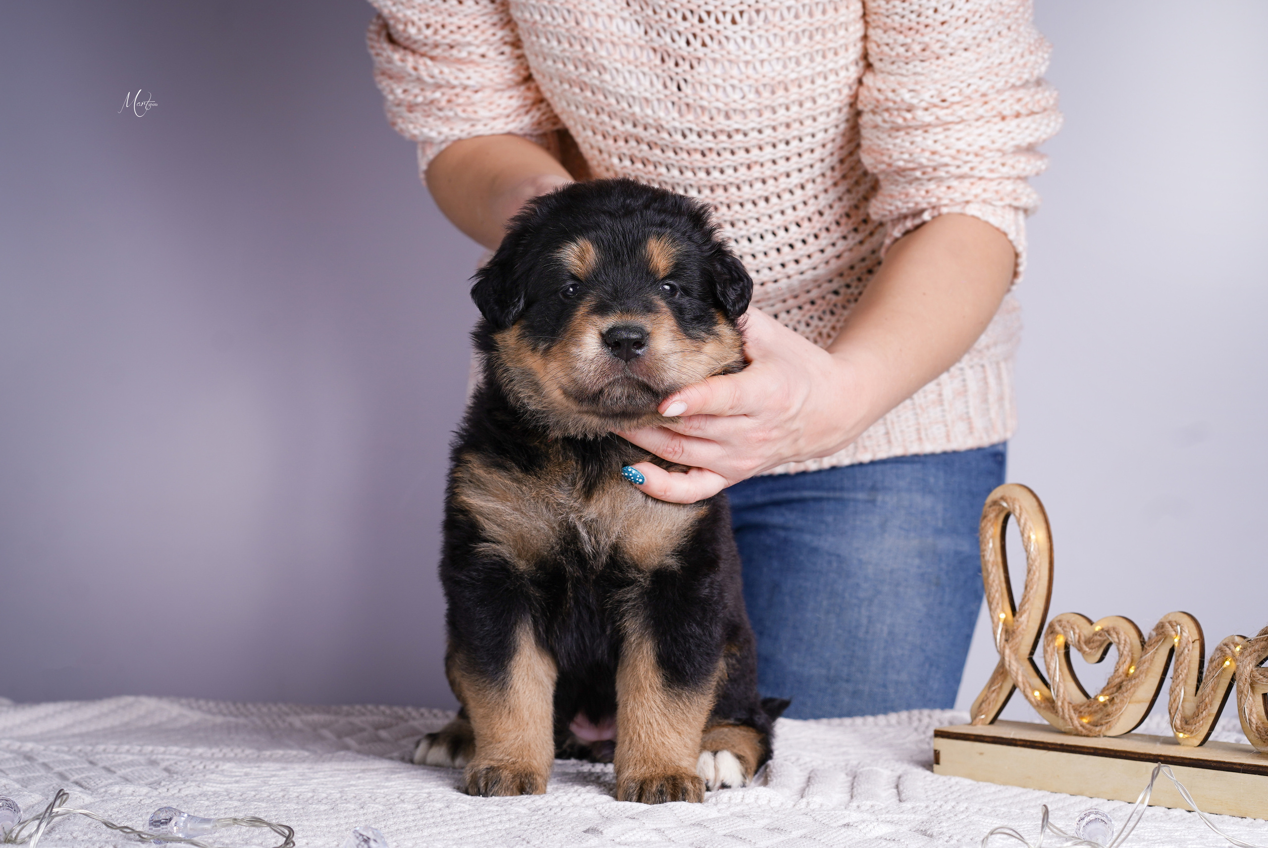 Щенки хотошо. Фотограф-анималист в Санкт-Петербурге Яна Мартынова