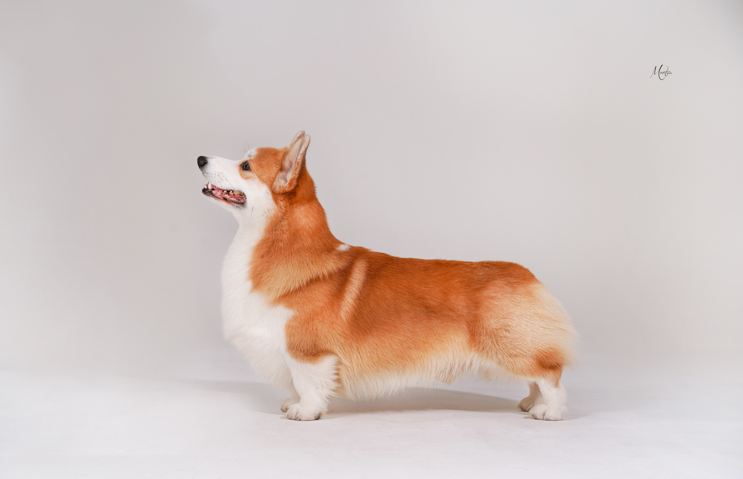 Экстерьерная съемка 2023. Фотограф-анималист в Санкт-Петербурге Яна Мартынова