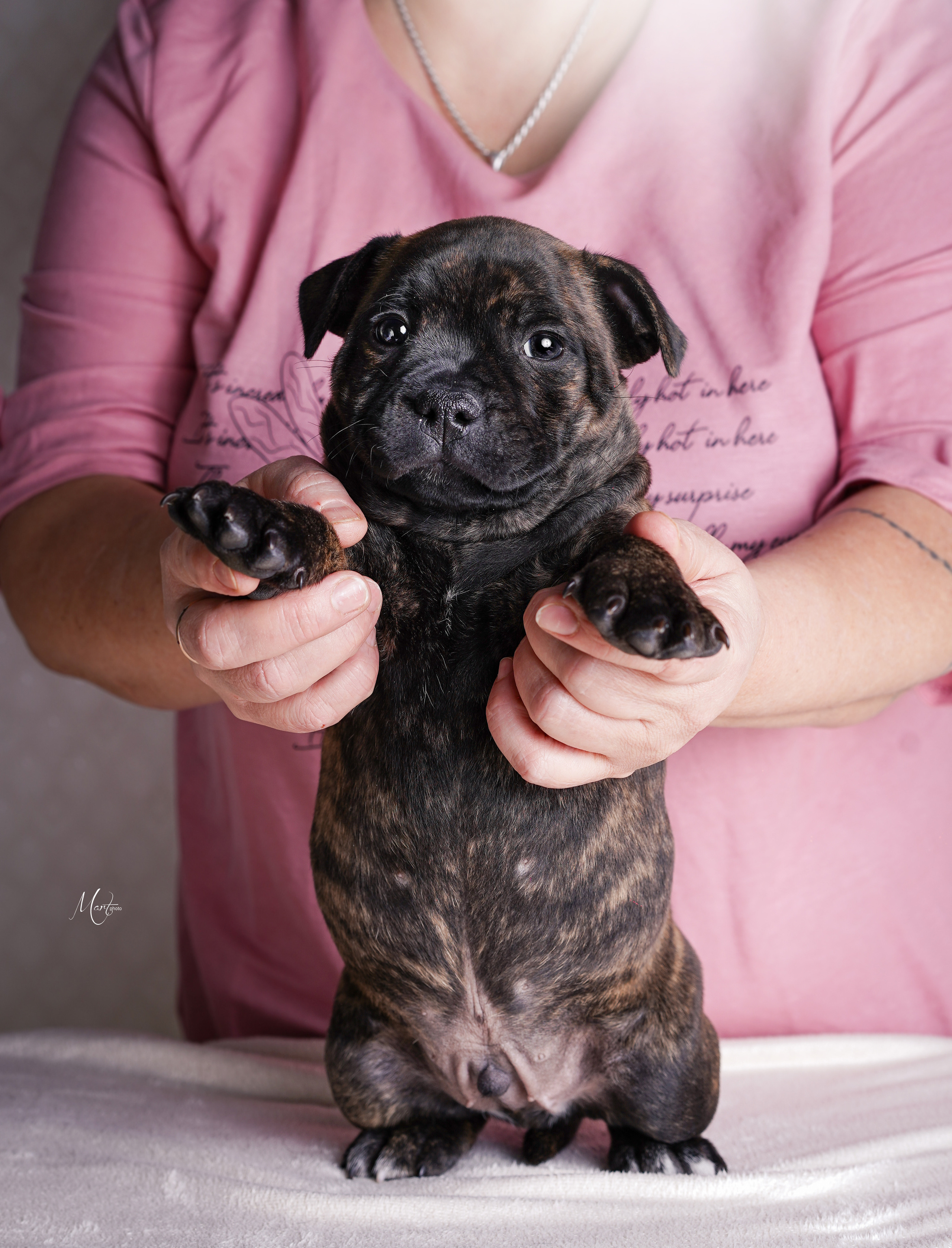 Щенки стаффи. Фотограф-анималист в Санкт-Петербурге Яна Мартынова