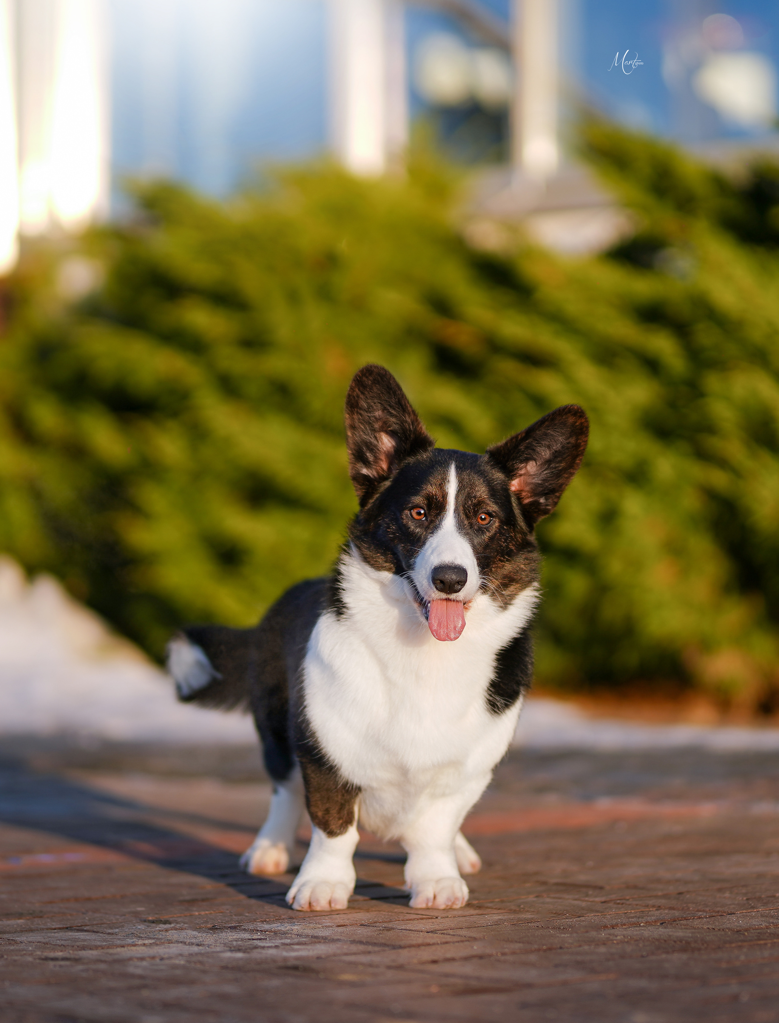 Экстерьерная съемка 2023. Фотограф-анималист в Санкт-Петербурге Яна Мартынова