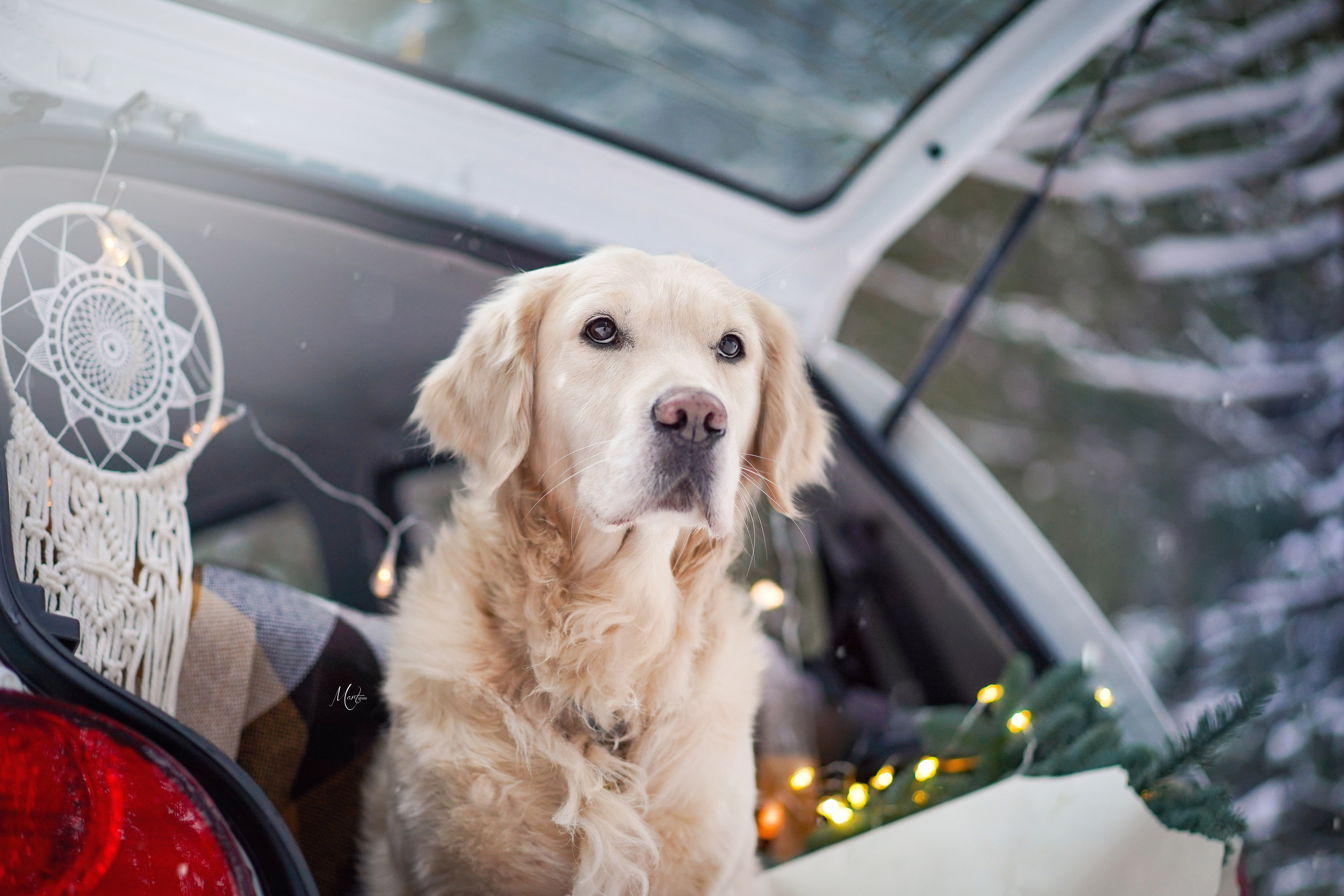 Настя и Арчи. Фотограф-анималист в Санкт-Петербурге Яна Мартынова