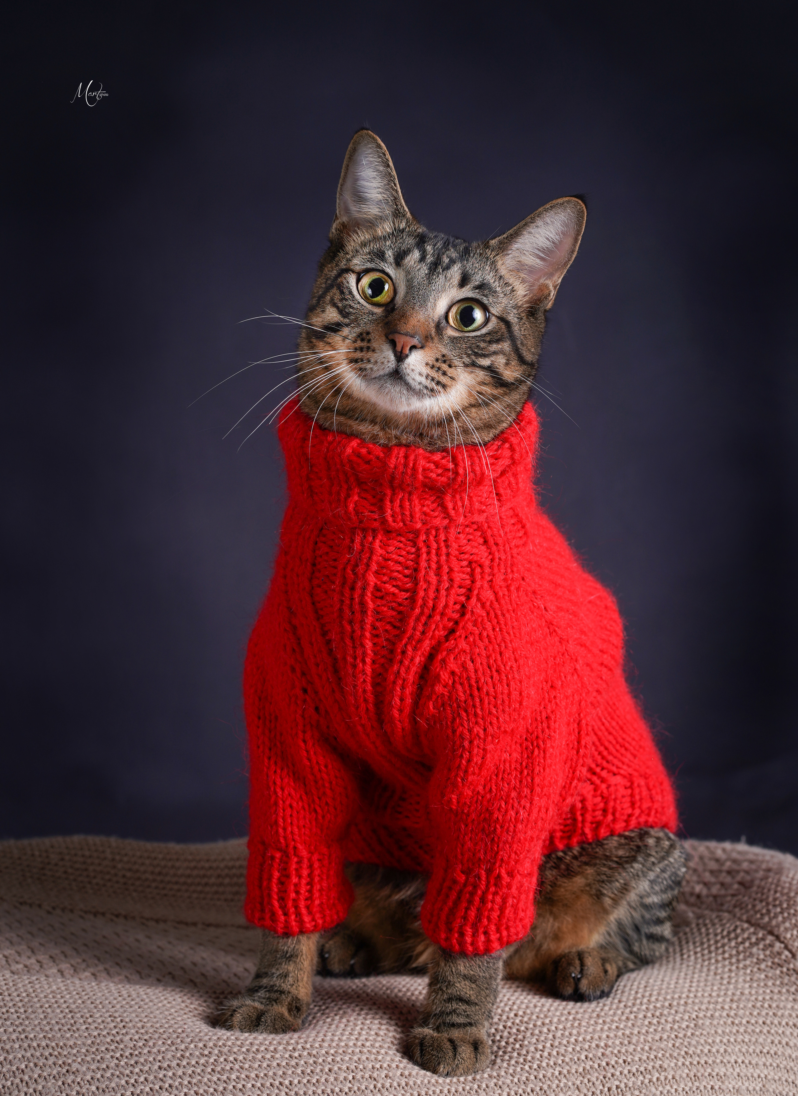 Сэм, Маффин и Эффи. Фотограф-анималист в Санкт-Петербурге Яна Мартынова