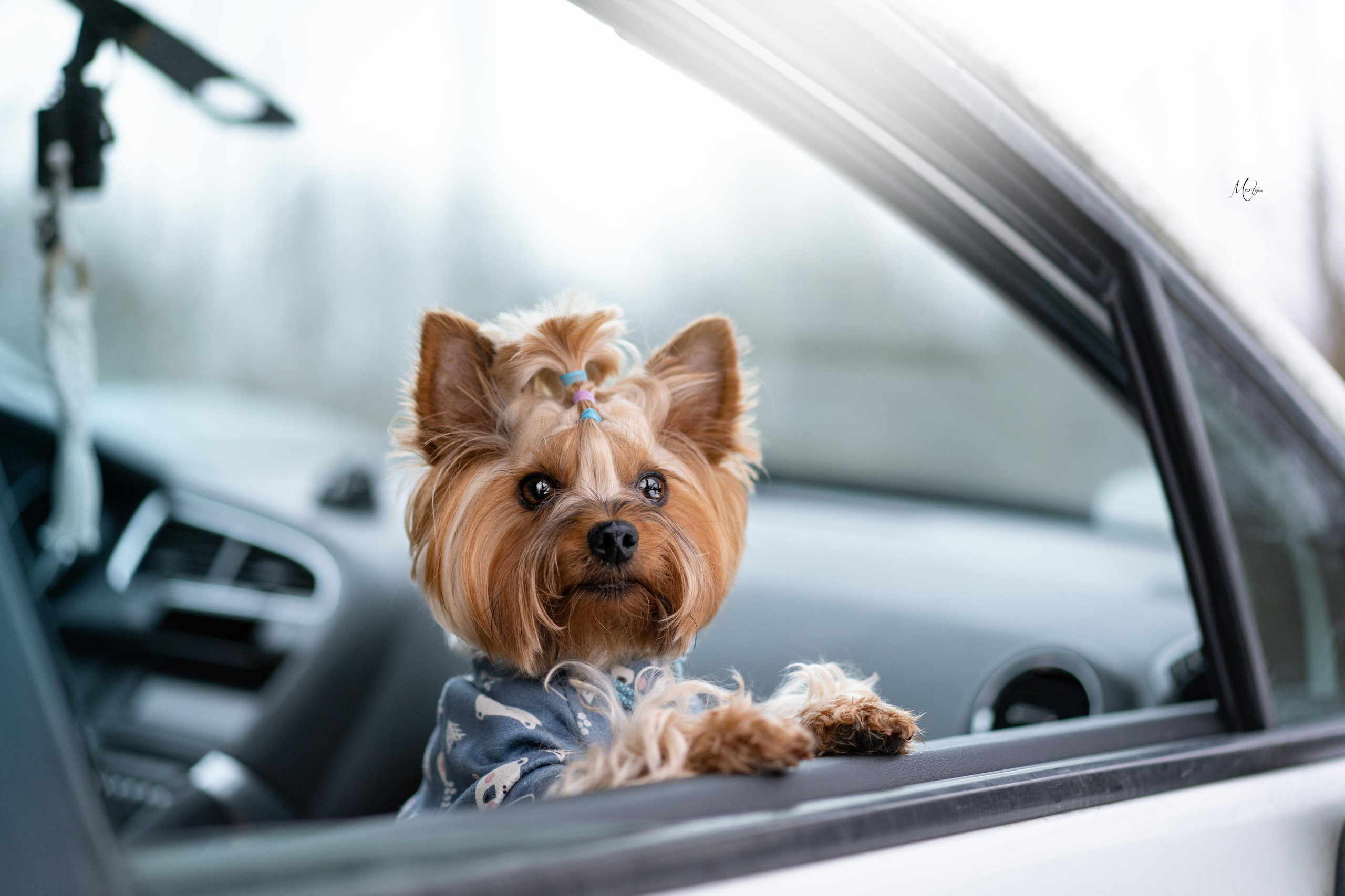 Эффи, Юни зима 23'. Фотограф-анималист в Санкт-Петербурге Яна Мартынова