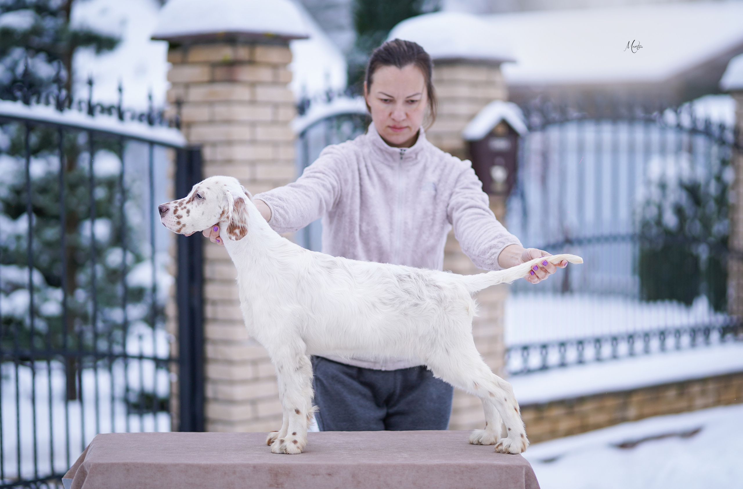 Щенки английского сеттера. Фотограф-анималист в Санкт-Петербурге Яна Мартынова