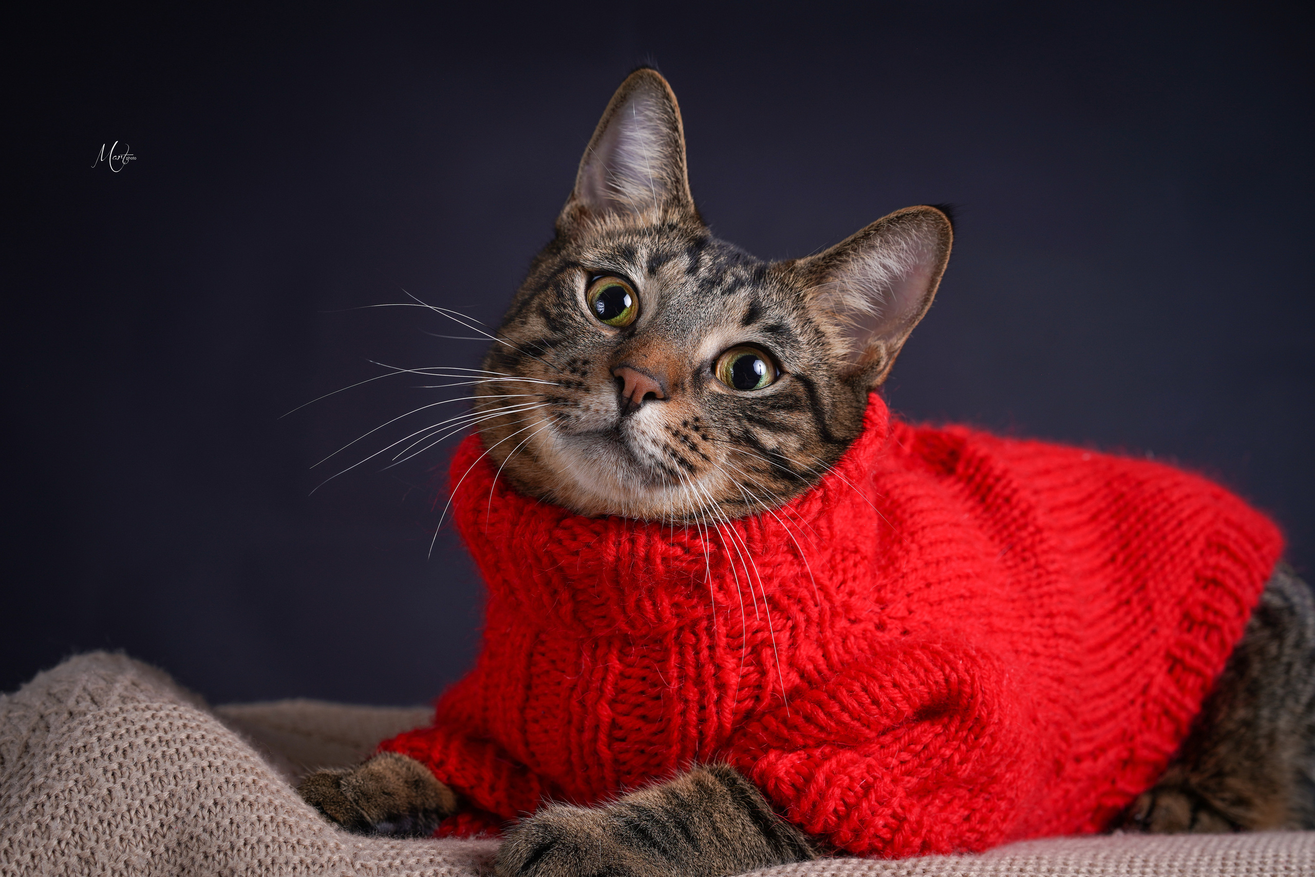 Сэм, Маффин и Эффи. Фотограф-анималист в Санкт-Петербурге Яна Мартынова