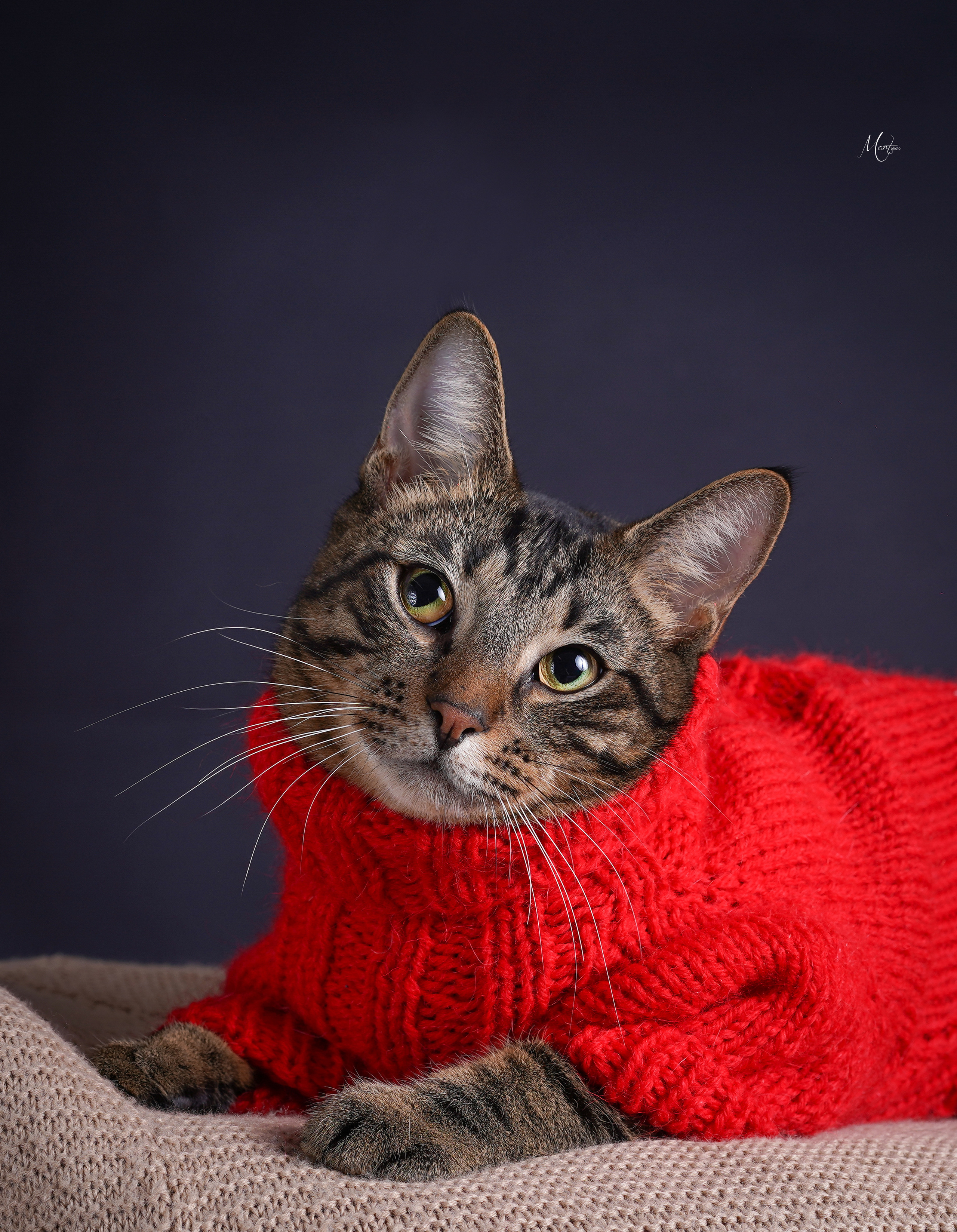 Сэм, Маффин и Эффи. Фотограф-анималист в Санкт-Петербурге Яна Мартынова