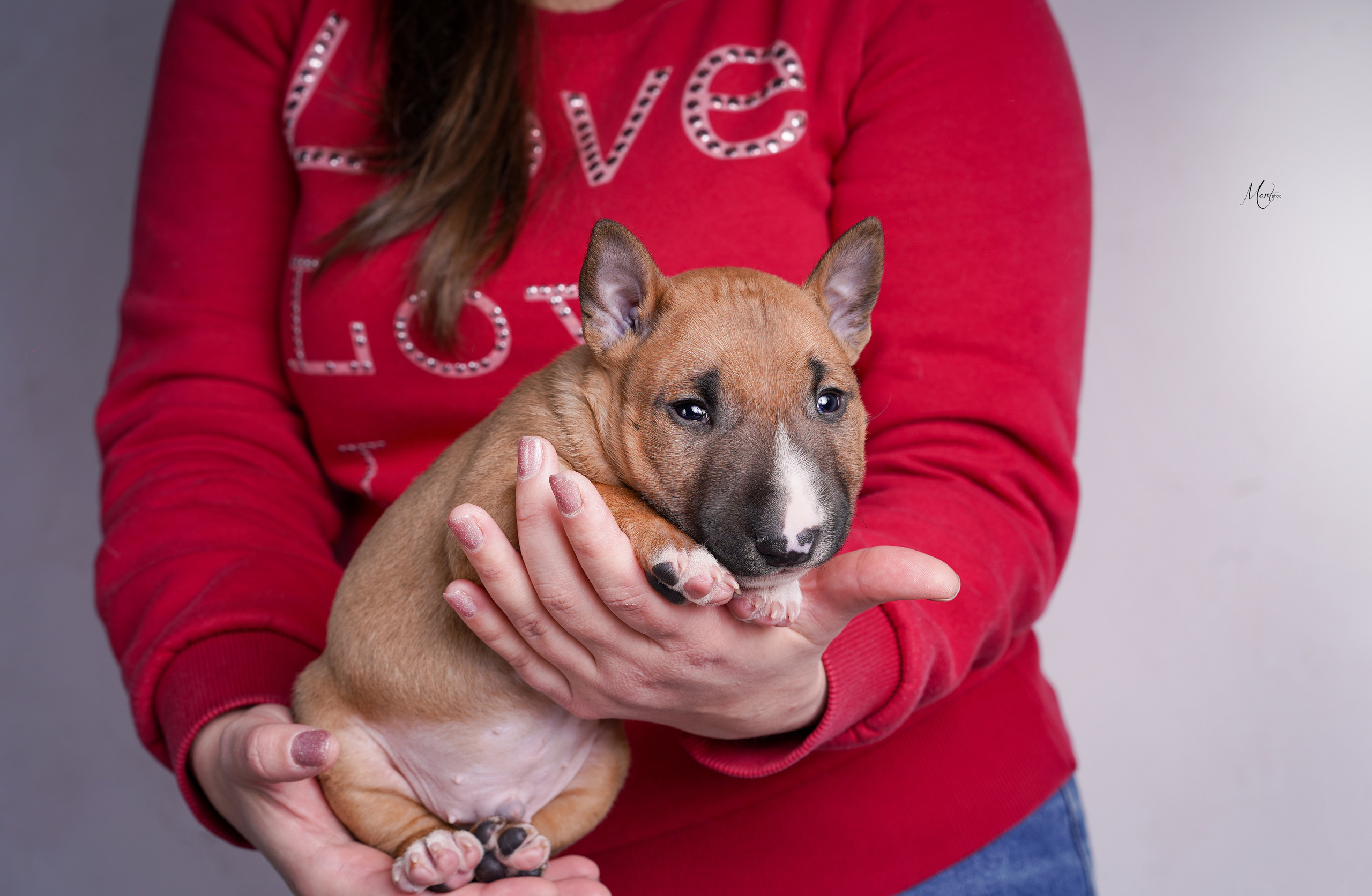 Щенок минибуля. Фотограф-анималист в Санкт-Петербурге Яна Мартынова