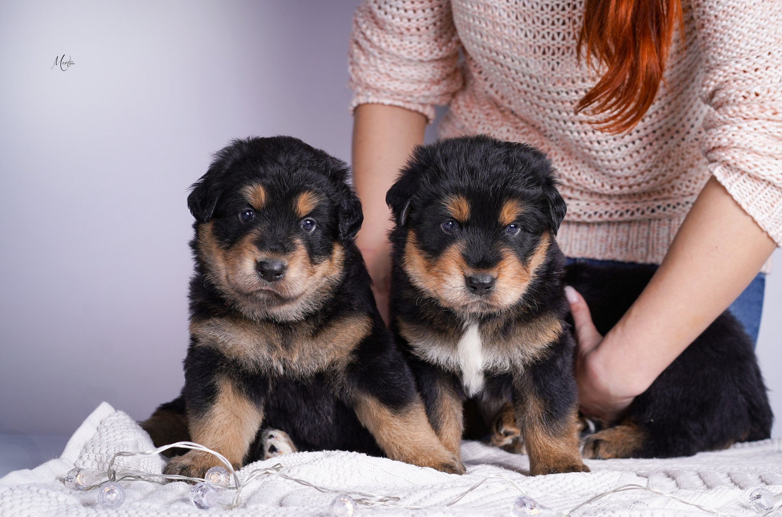 Щенки хотошо. Фотограф-анималист в Санкт-Петербурге Яна Мартынова