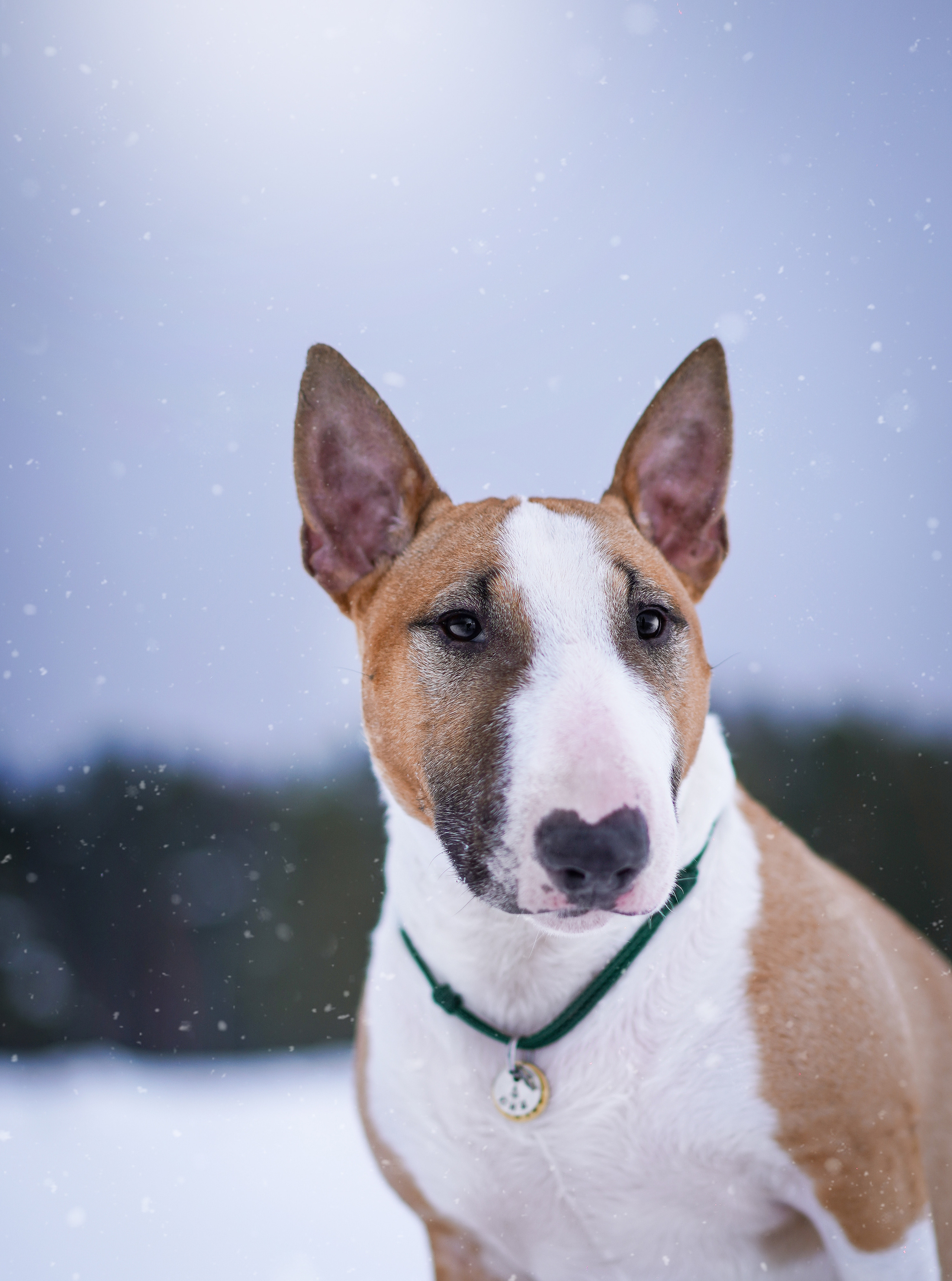 Эффи, Юни зима 23'. Фотограф-анималист в Санкт-Петербурге Яна Мартынова