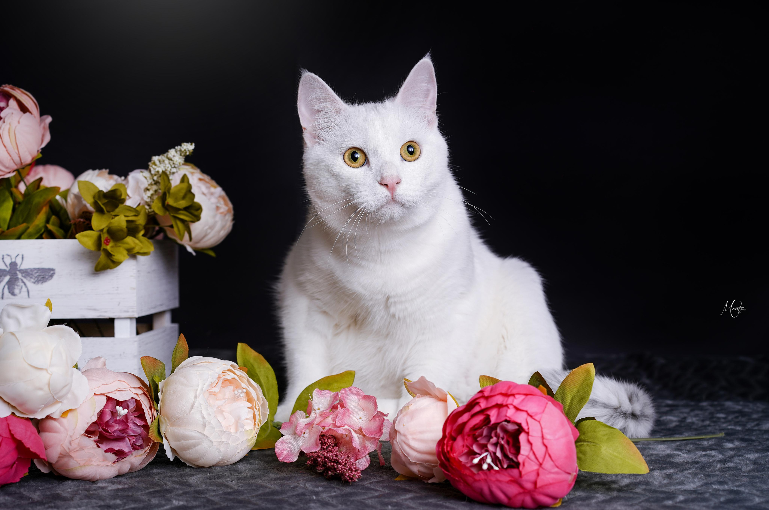 Маффин и Сэм в цветах. Фотограф-анималист в Санкт-Петербурге Яна Мартынова