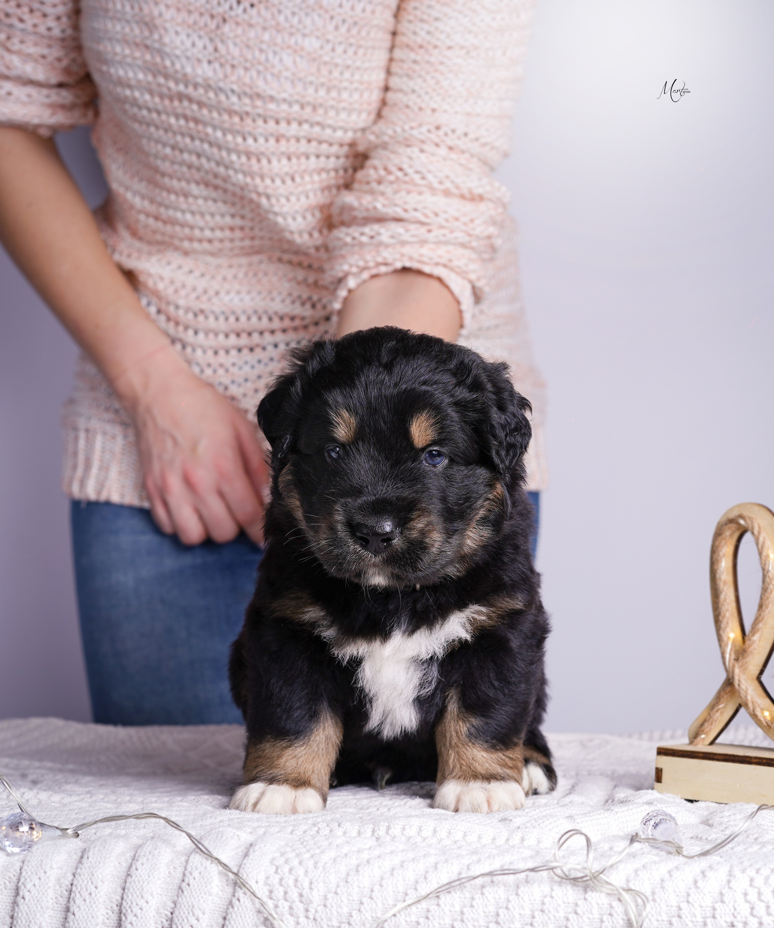 Щенки хотошо. Фотограф-анималист в Санкт-Петербурге Яна Мартынова