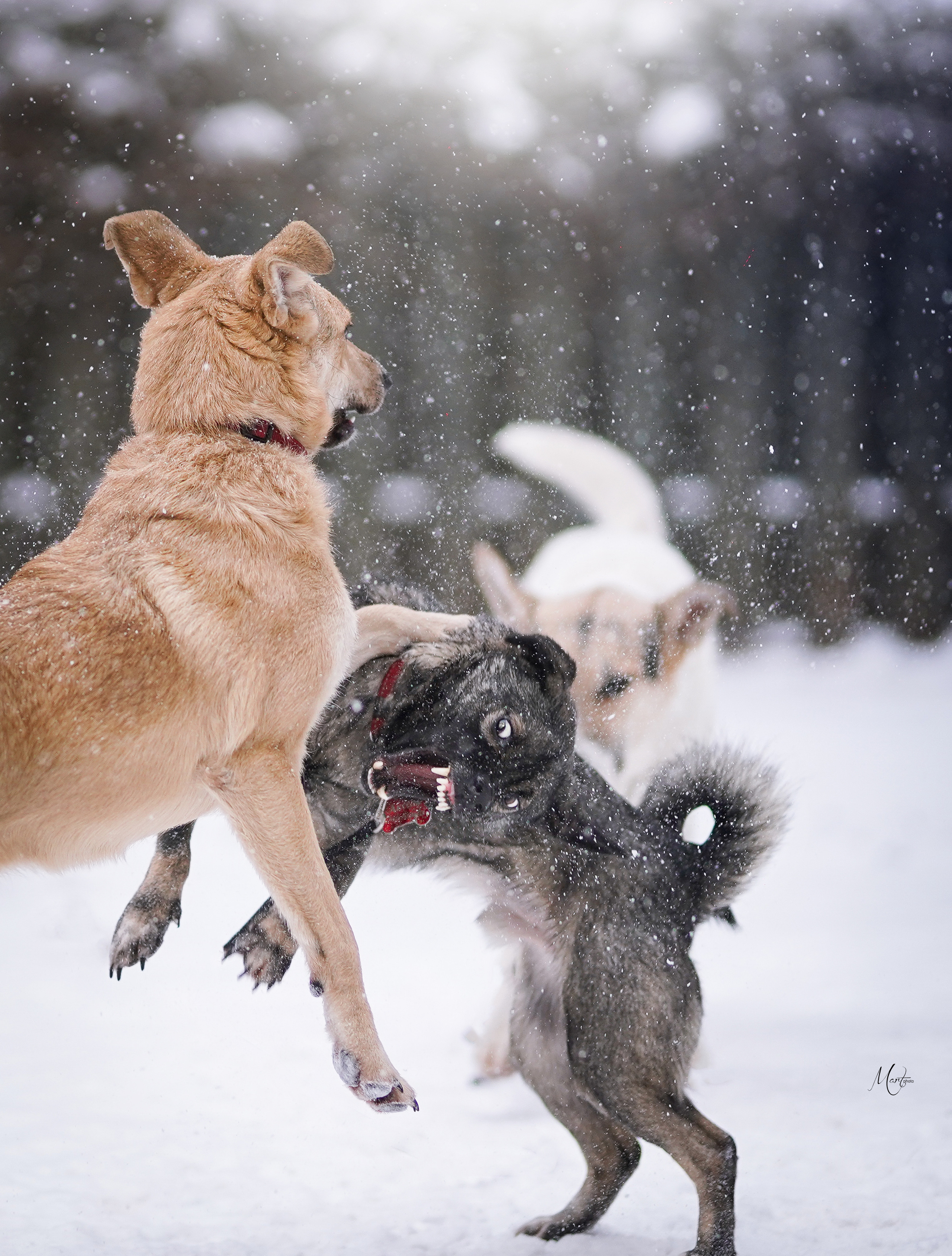 Ищут дом. Фотограф-анималист в Санкт-Петербурге Яна Мартынова