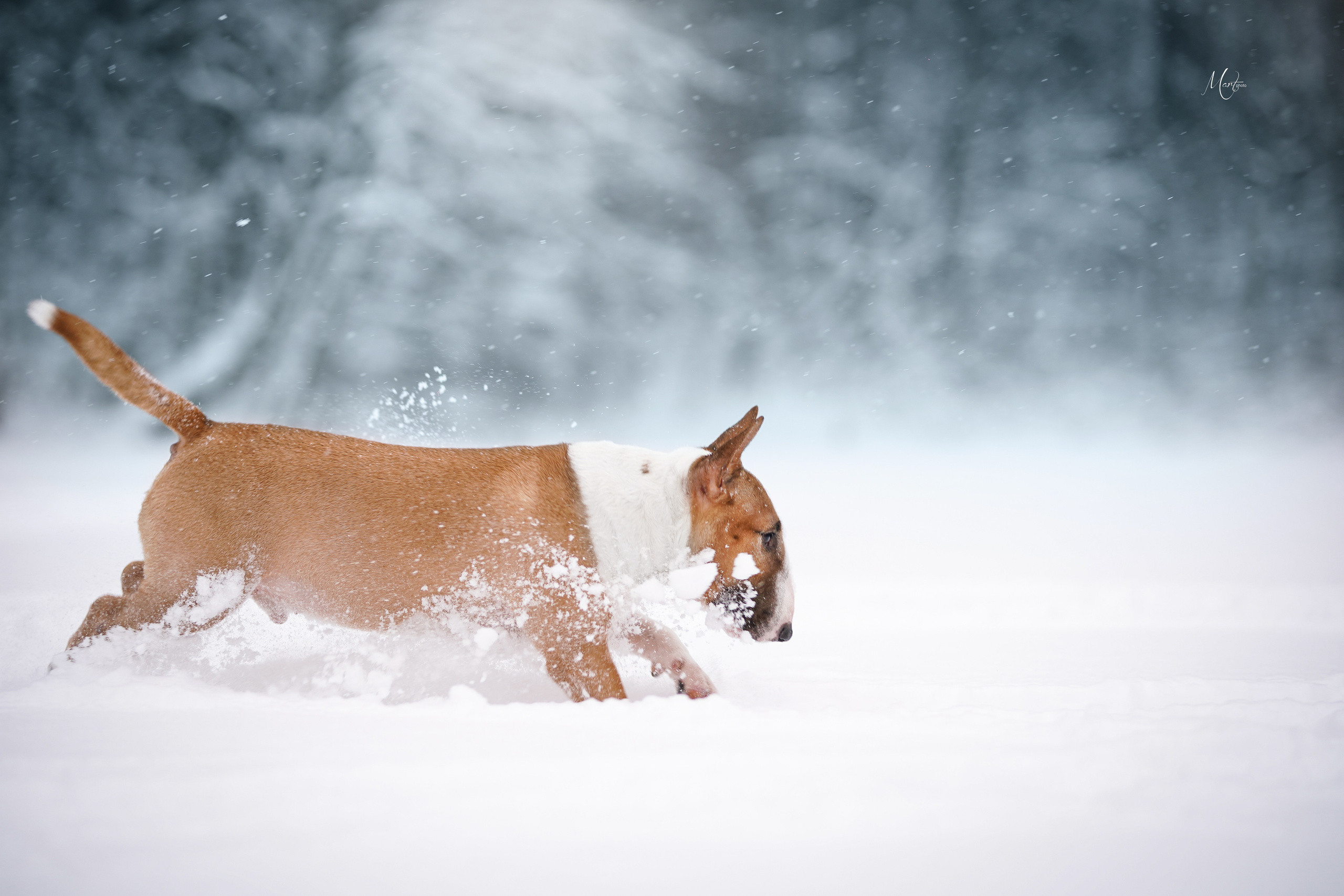 Юни зима. Фотограф-анималист в Санкт-Петербурге Яна Мартынова