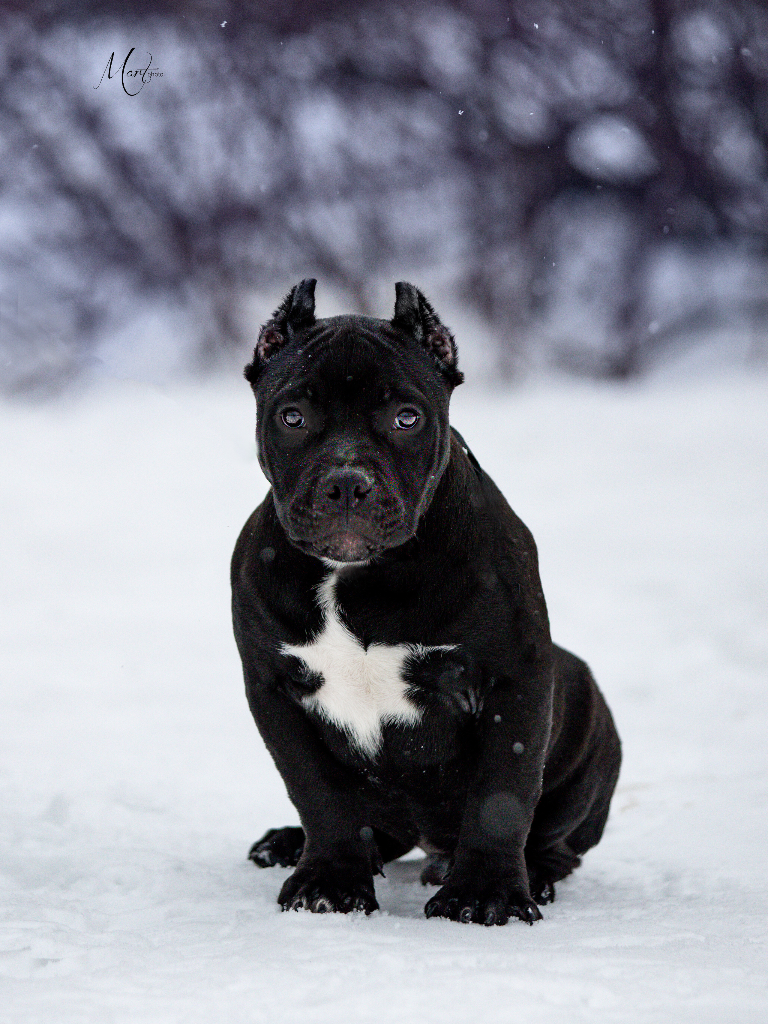Щенки американского булли. Фотограф-анималист в Санкт-Петербурге Яна Мартынова