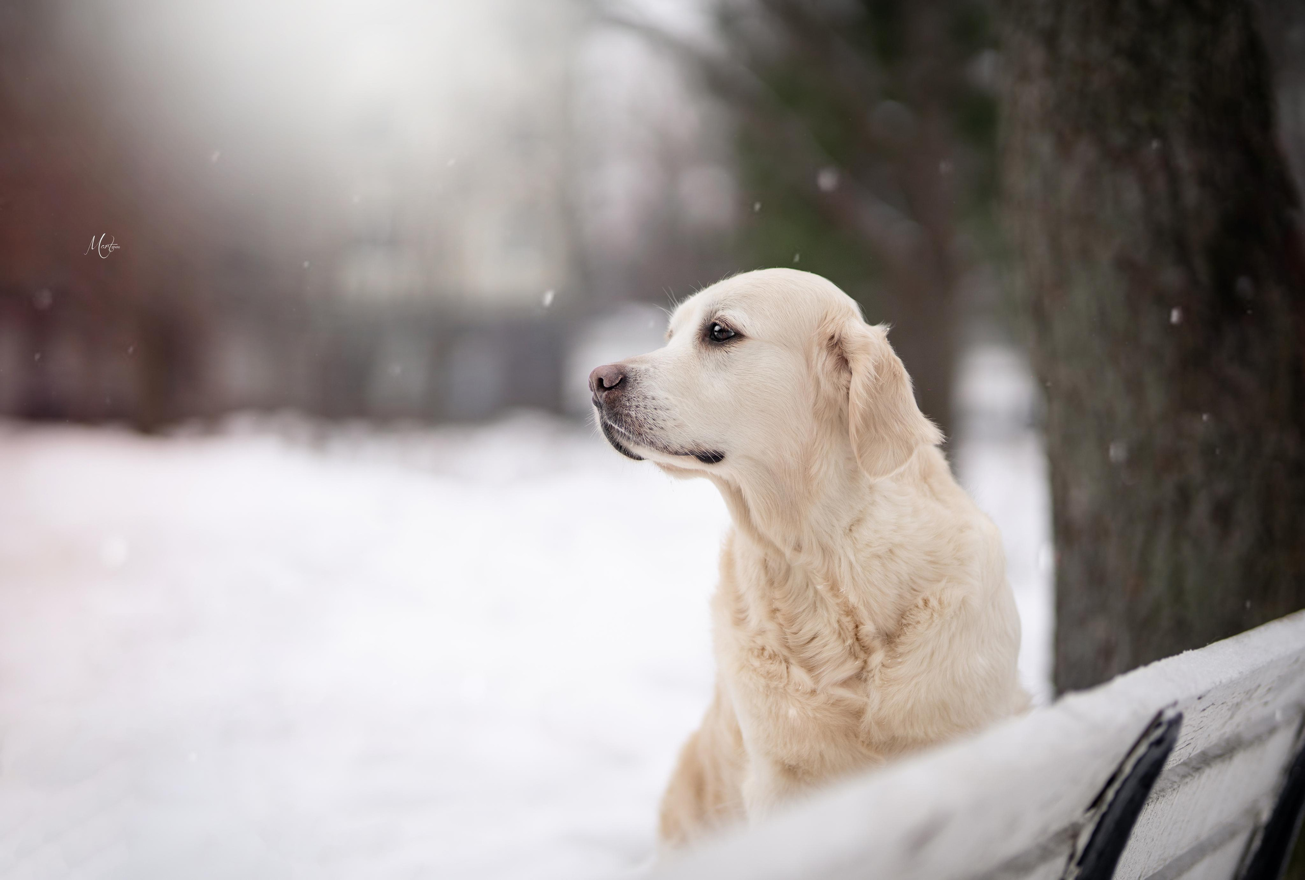 Экстерьерная съемка 2023. Фотограф-анималист в Санкт-Петербурге Яна Мартынова
