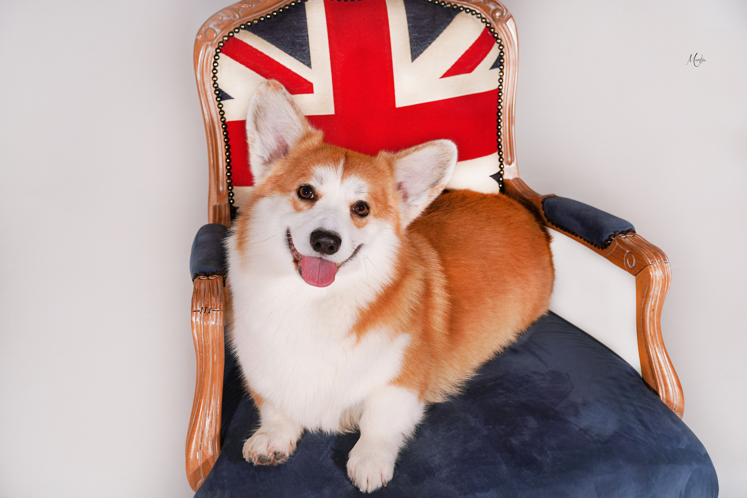 Услуги. Фотограф-анималист в Санкт-Петербурге Яна Мартынова