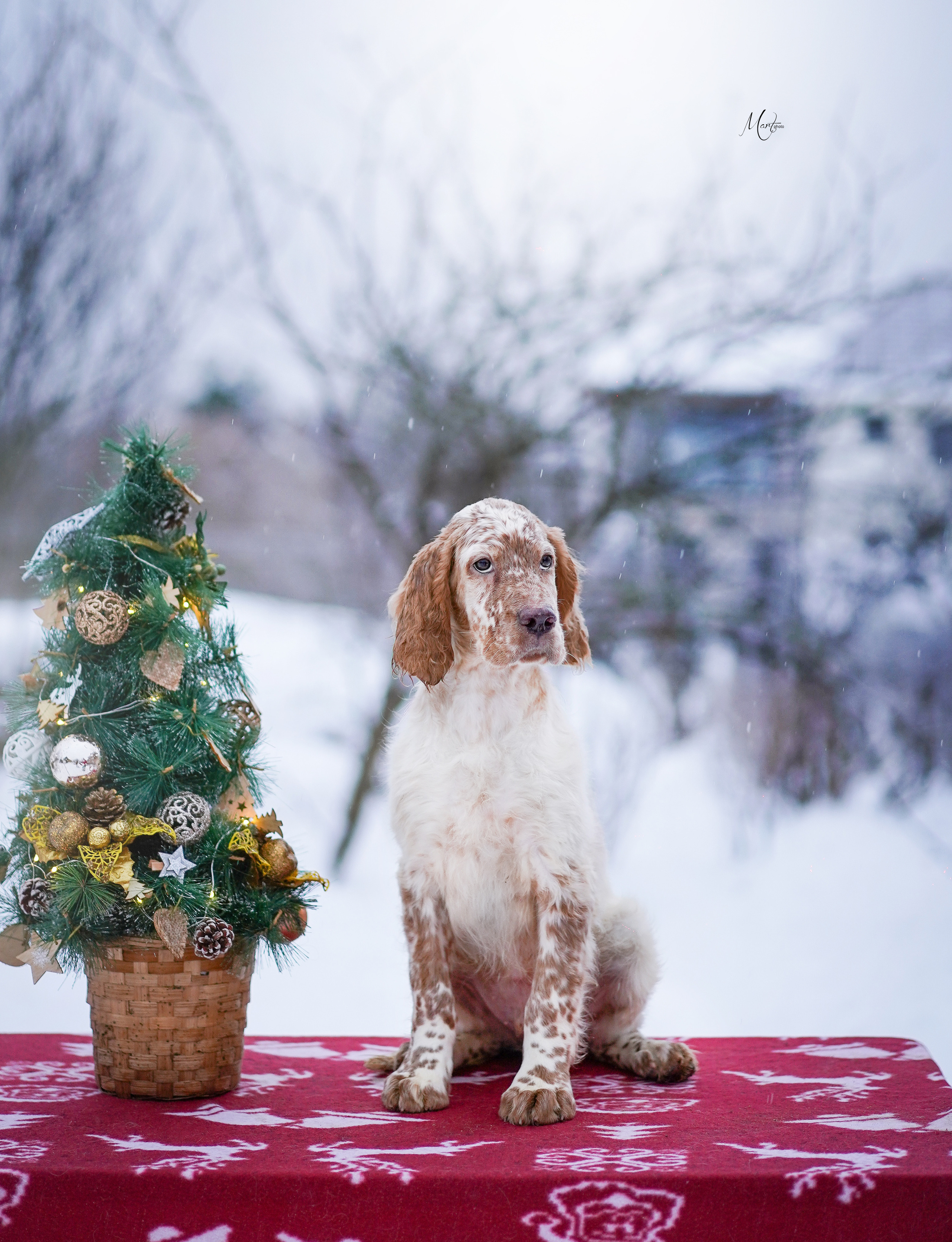 Щенки английского сеттера. Фотограф-анималист в Санкт-Петербурге Яна Мартынова