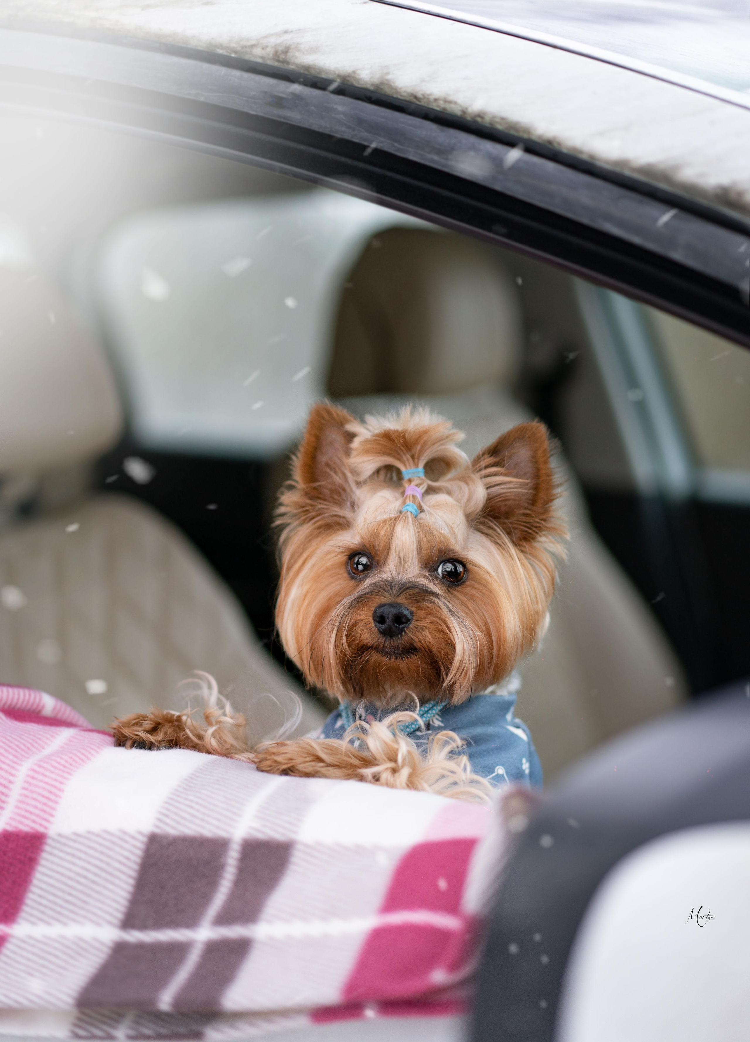 Эффи, Юни зима 23'. Фотограф-анималист в Санкт-Петербурге Яна Мартынова