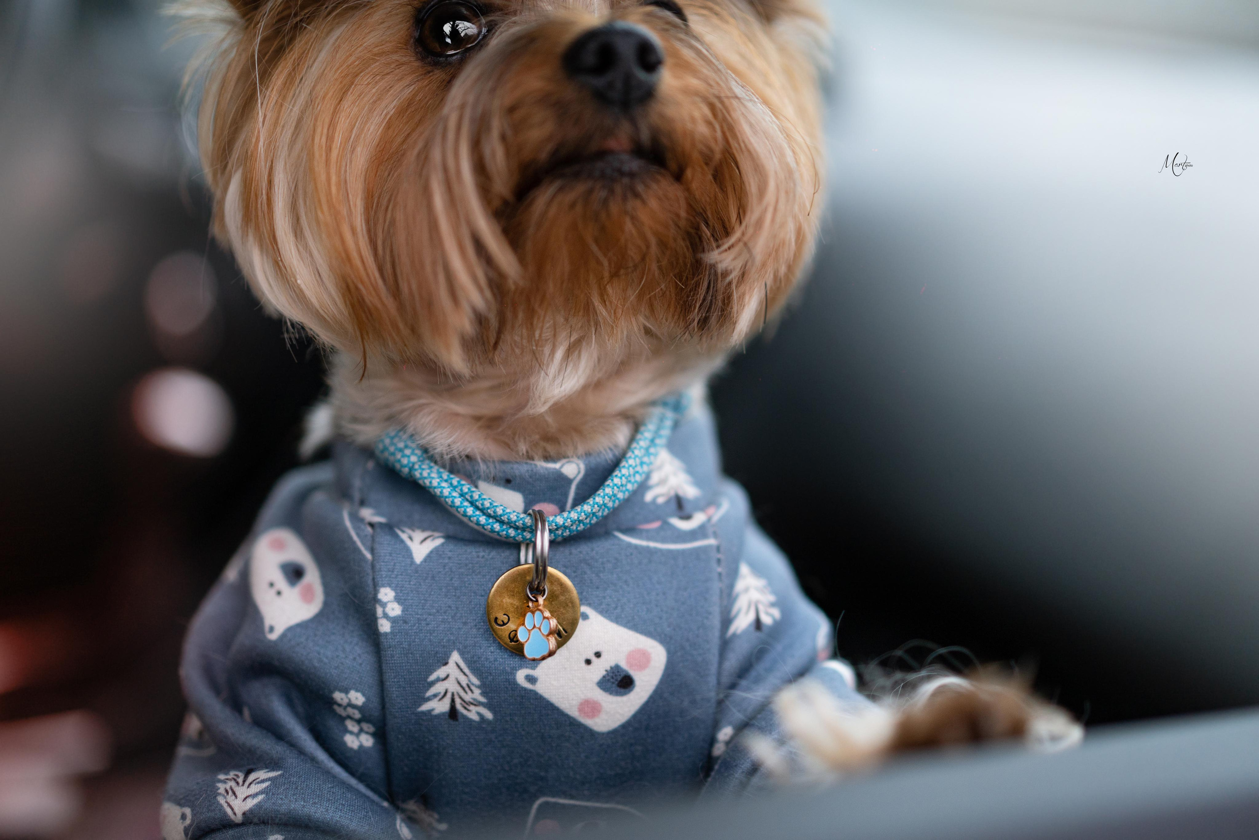 Эффи, Юни зима 23'. Фотограф-анималист в Санкт-Петербурге Яна Мартынова