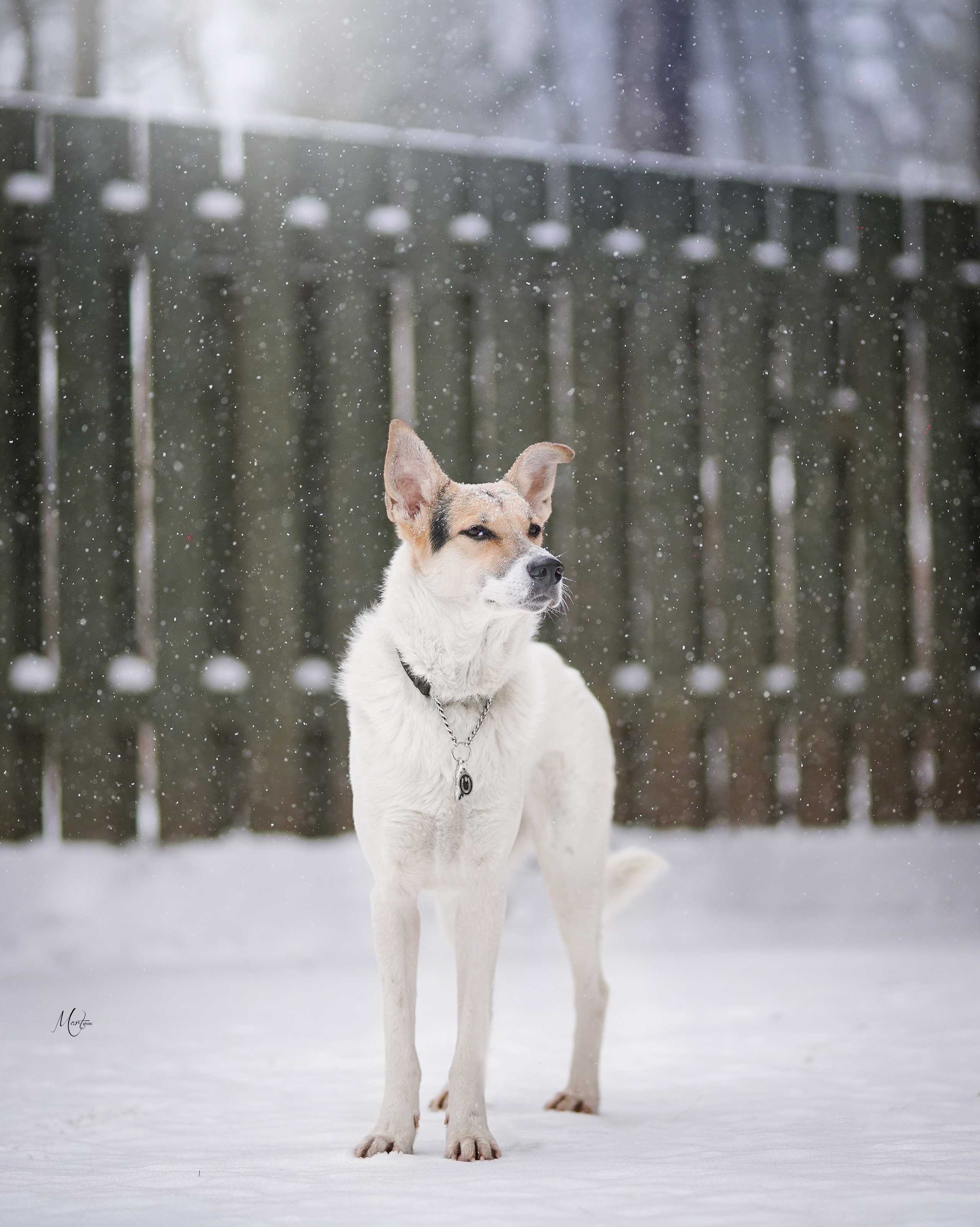 Ищут дом. Фотограф-анималист в Санкт-Петербурге Яна Мартынова