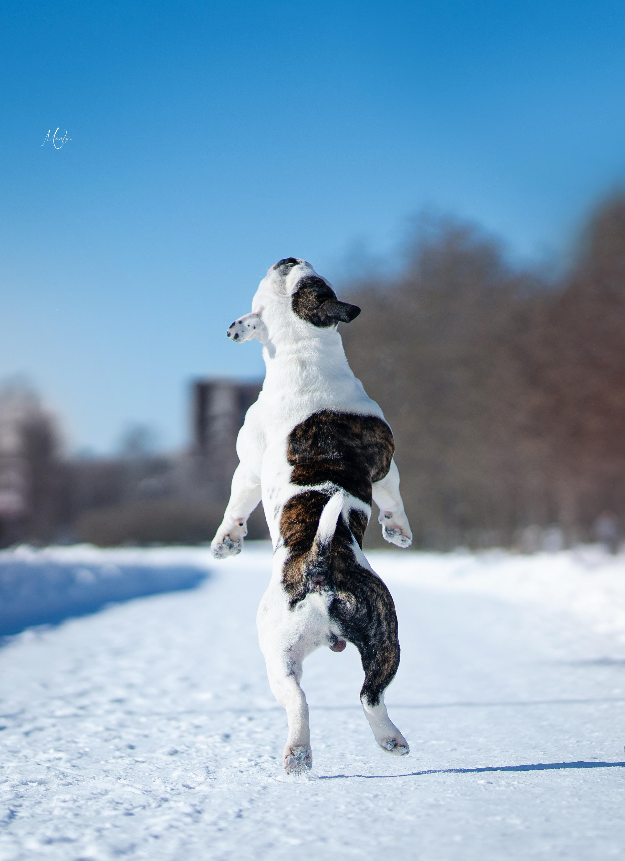 Наташа и Прайм. Фотограф-анималист в Санкт-Петербурге Яна Мартынова