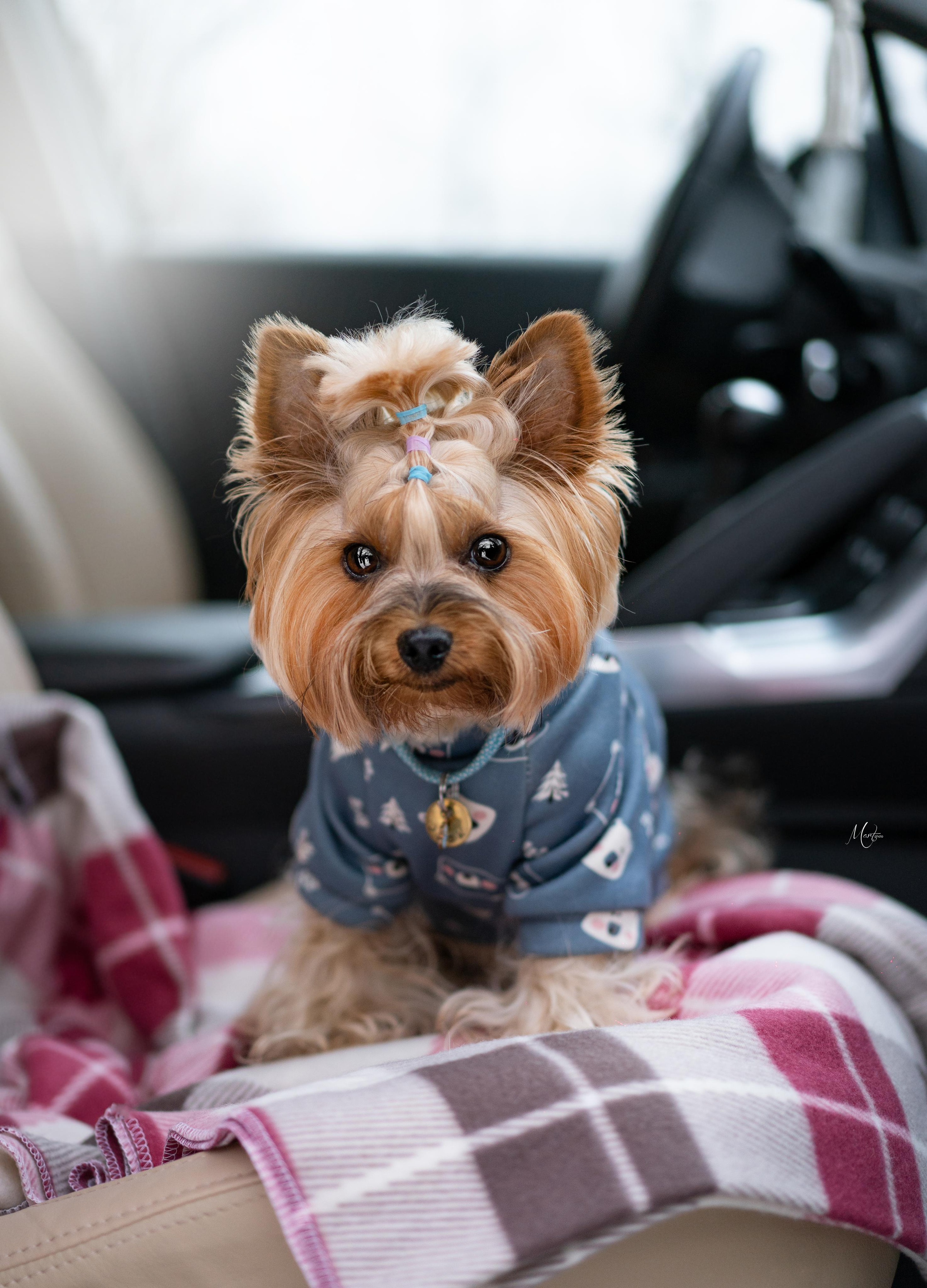 Эффи, Юни зима 23'. Фотограф-анималист в Санкт-Петербурге Яна Мартынова