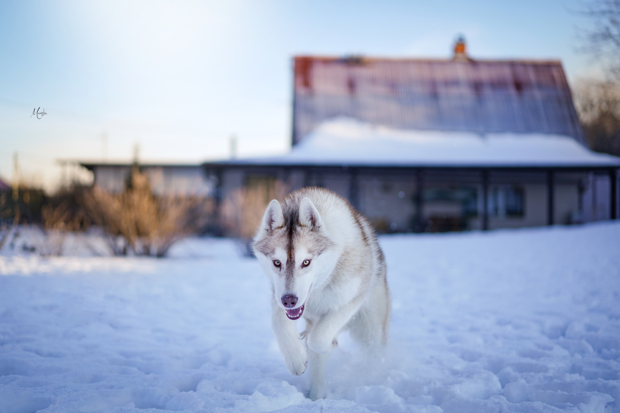 Саша и хаски зима. Фотограф-анималист в Санкт-Петербурге Яна Мартынова