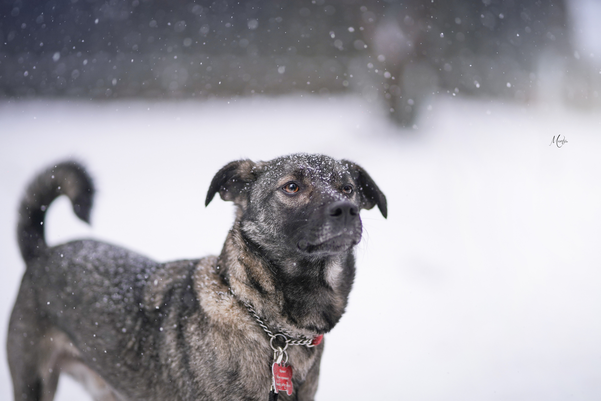 Ищут дом. Фотограф-анималист в Санкт-Петербурге Яна Мартынова