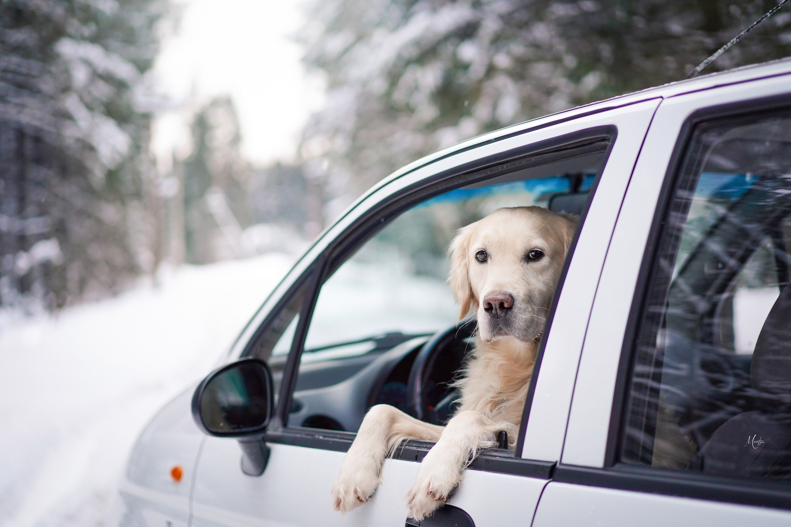Настя и Арчи. Фотограф-анималист в Санкт-Петербурге Яна Мартынова