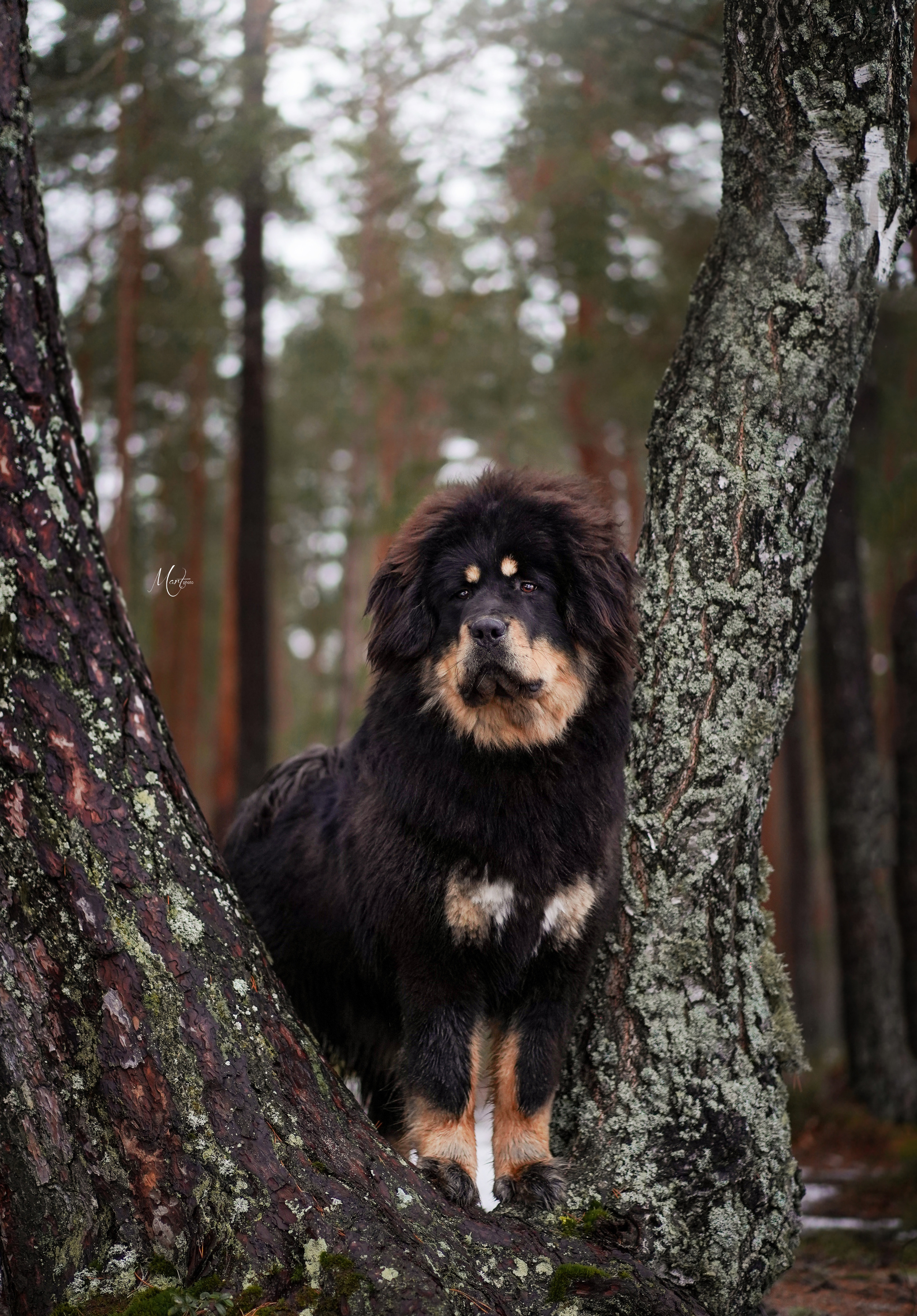 Тибеты. Фотограф-анималист в Санкт-Петербурге Яна Мартынова