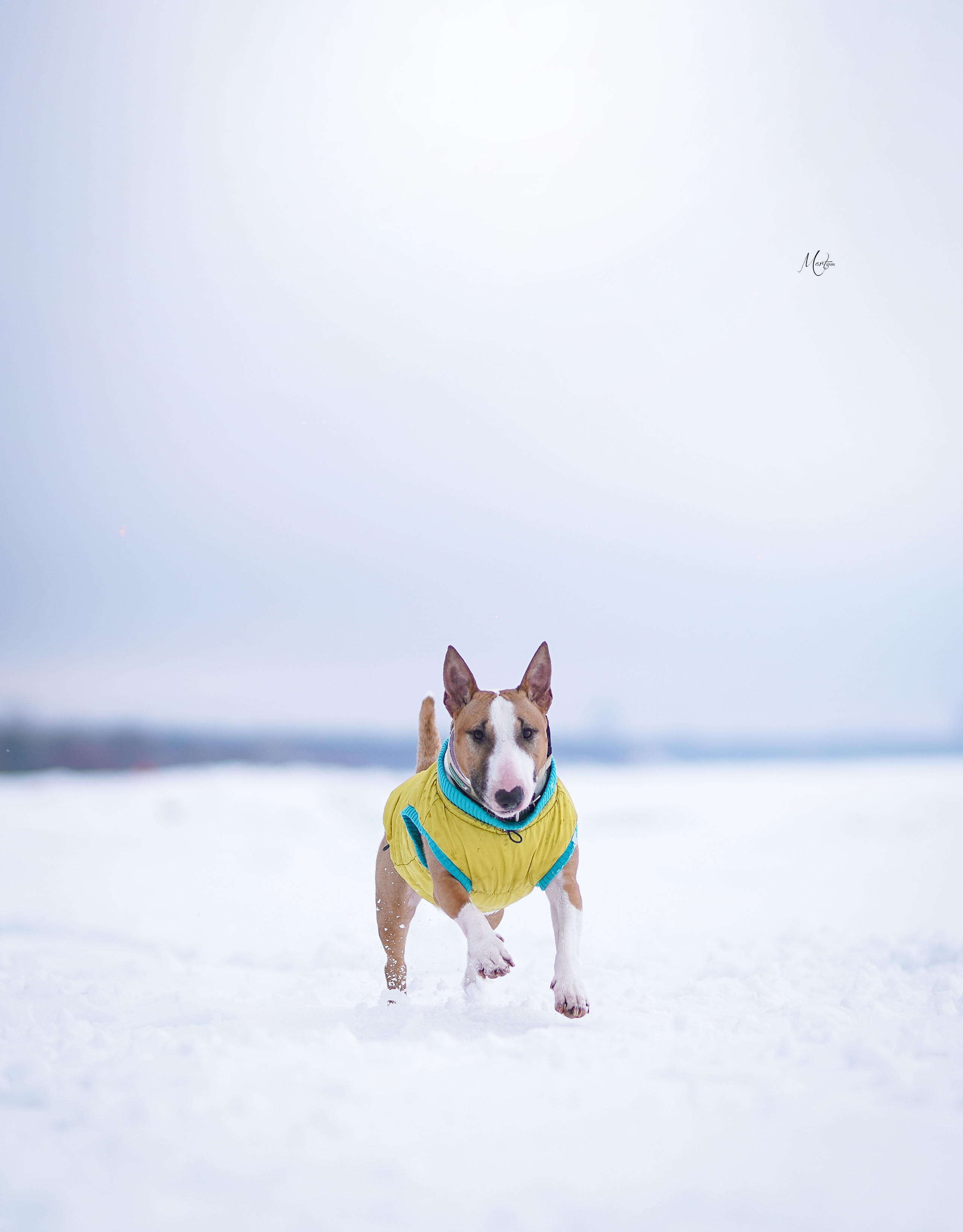 Эффи, Юни зима 23'. Фотограф-анималист в Санкт-Петербурге Яна Мартынова